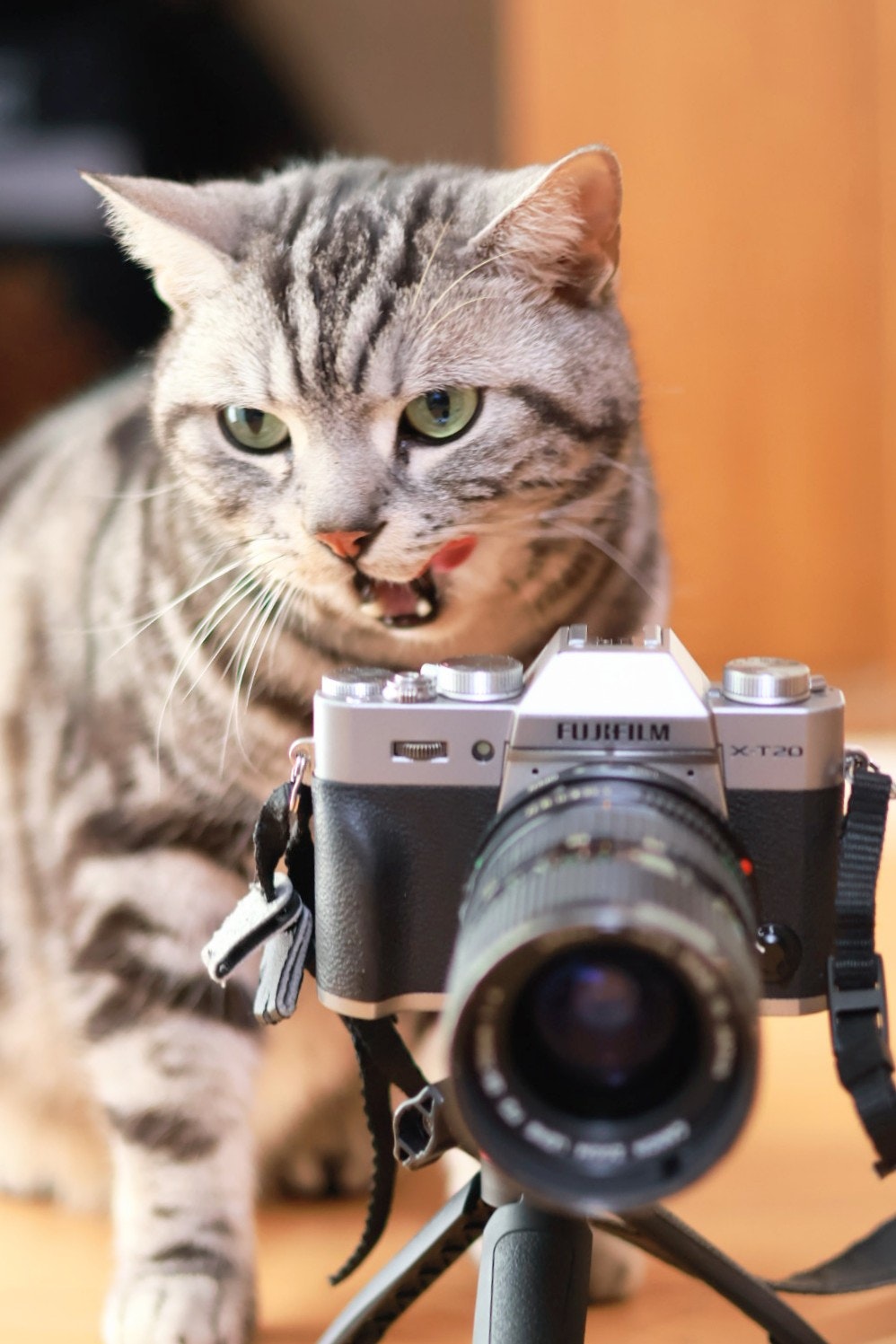 カメラを構えた猫のポートレート