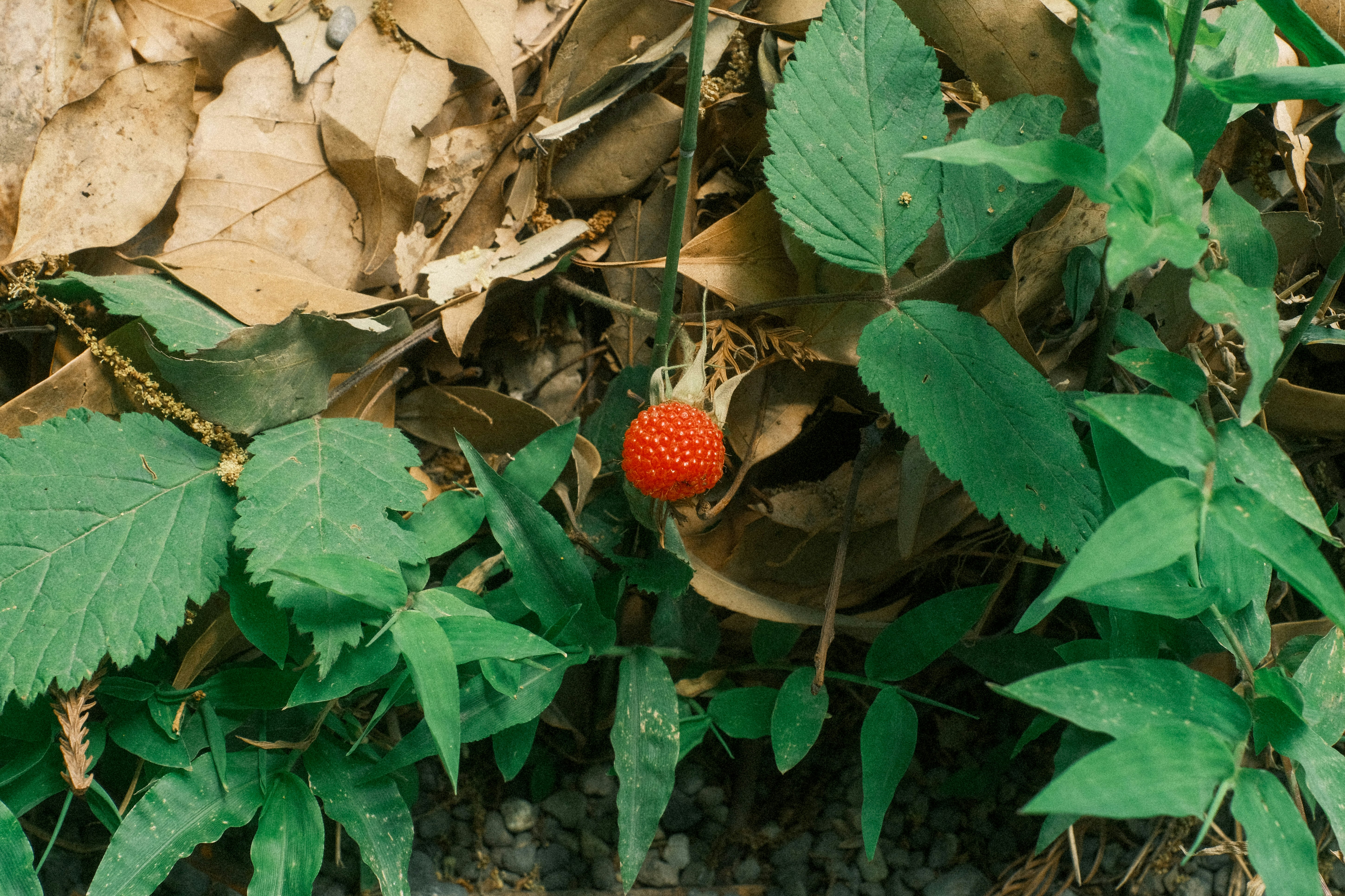 fresas rojas entre hojas secas