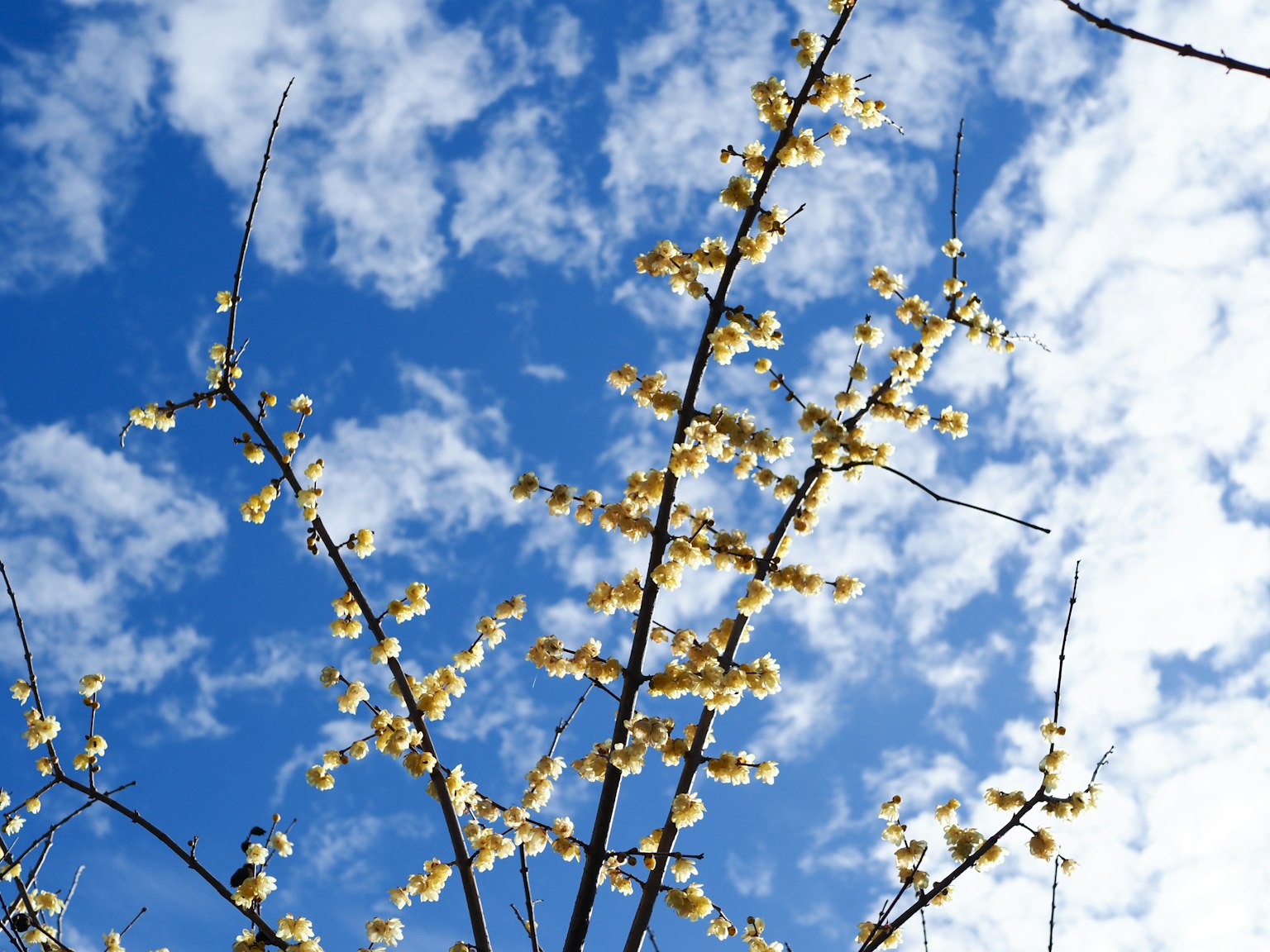 Äste mit blühenden weißen Blumen vor blauem Himmel