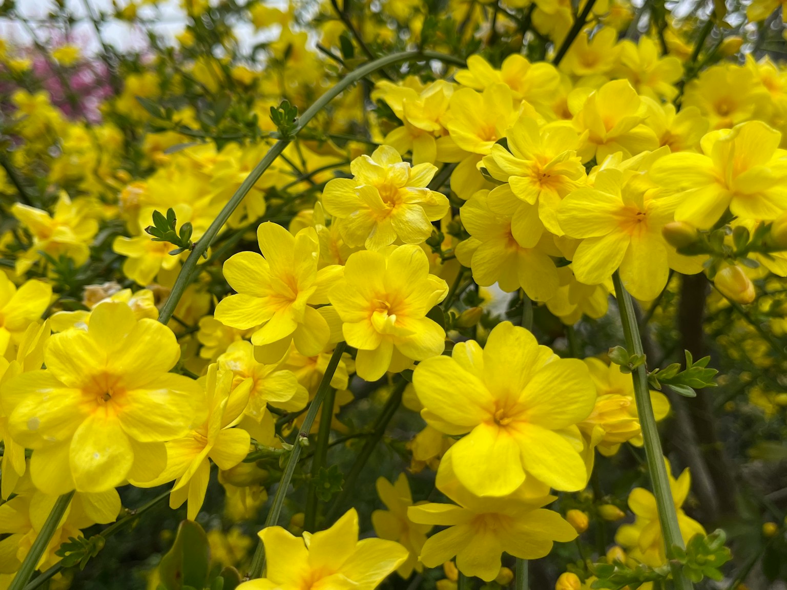 Primo piano di una pianta con fiori gialli luminosi