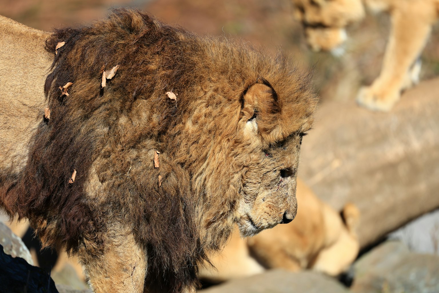 Un leone con foglie sulla criniera che sta vicino a un tronco