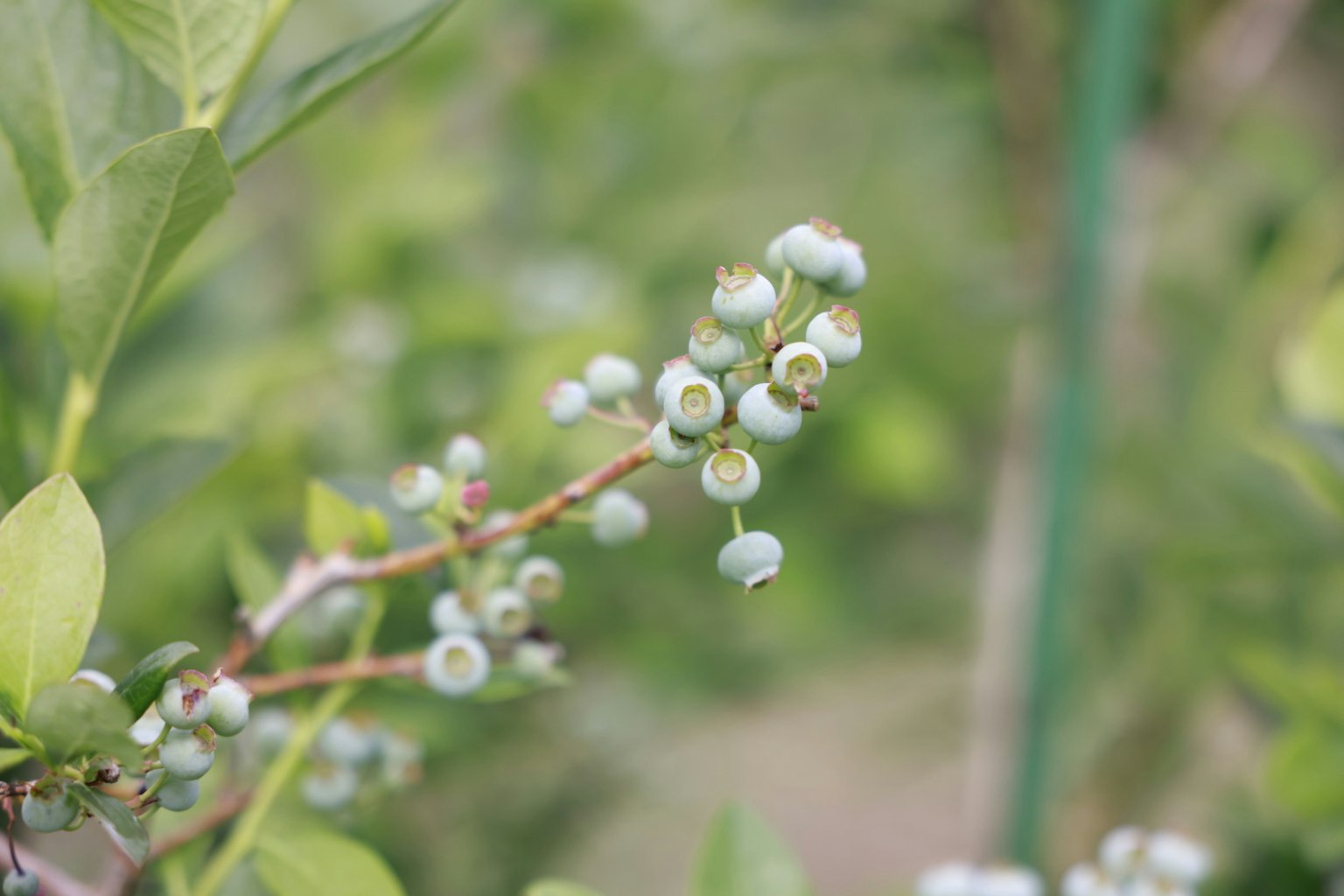 生长中的蓝莓果实的近拍