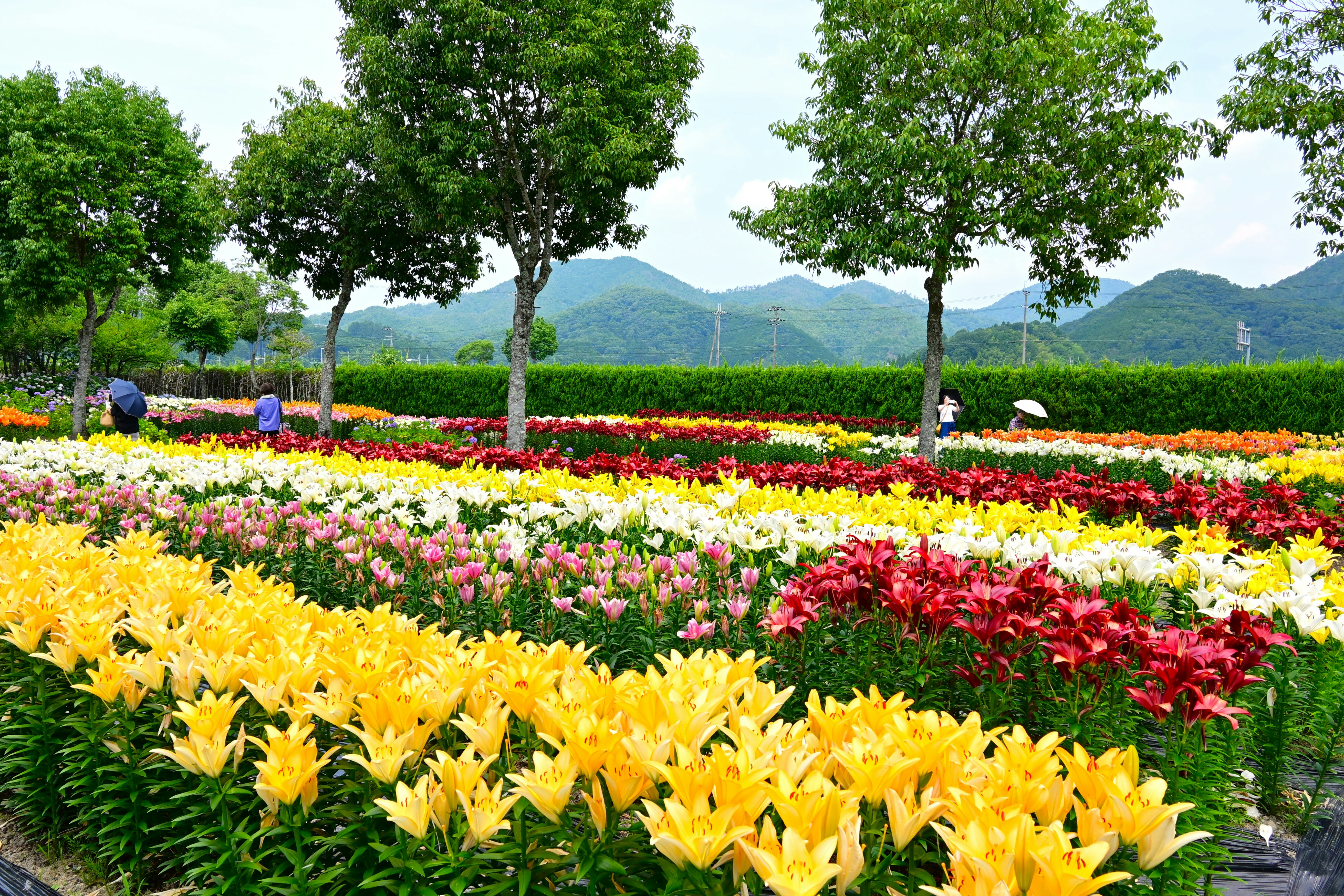色とりどりのユリの花が咲く花畑の風景