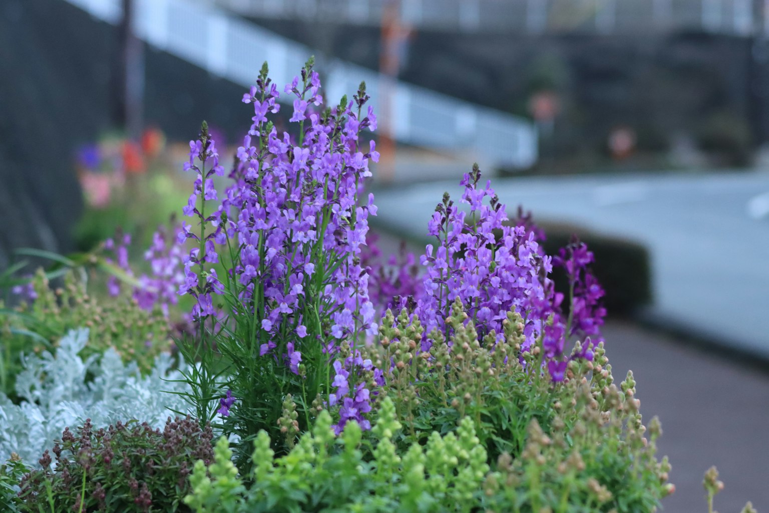 Massa di bellissimi fiori viola in fiore