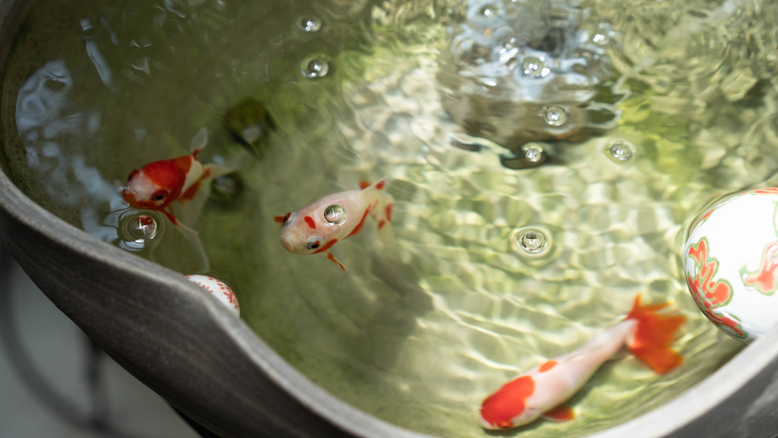 金魚在水中游動，伴隨著波紋和光的反射