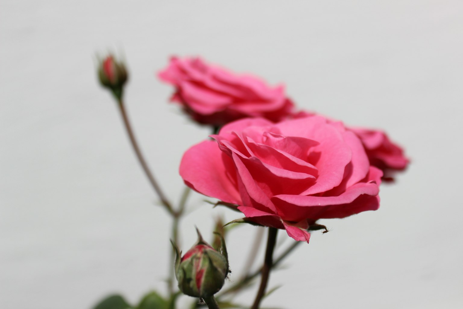 Rosas rosas vibrantes en flor con botones visibles