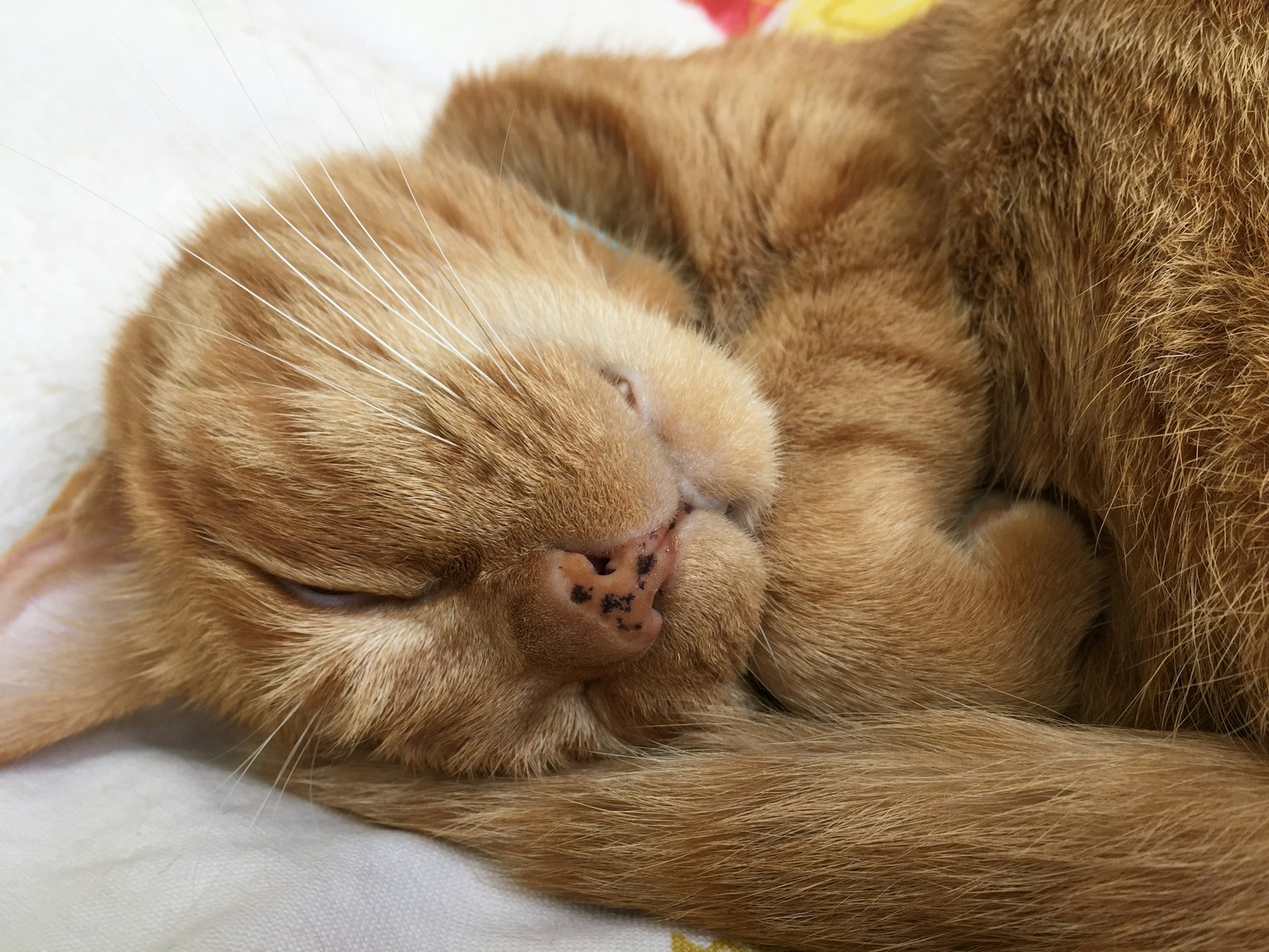 Primo piano di un gatto arancione che dorme