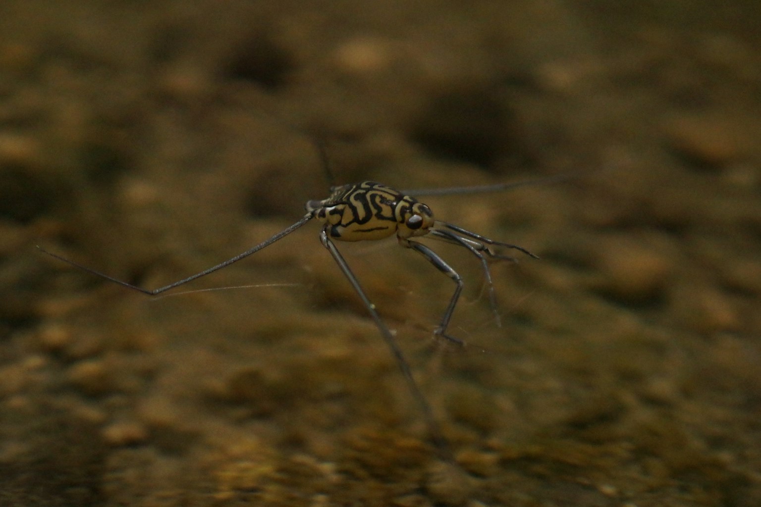 Kleine insektartige Kreatur, die im Süßwasser schwimmt