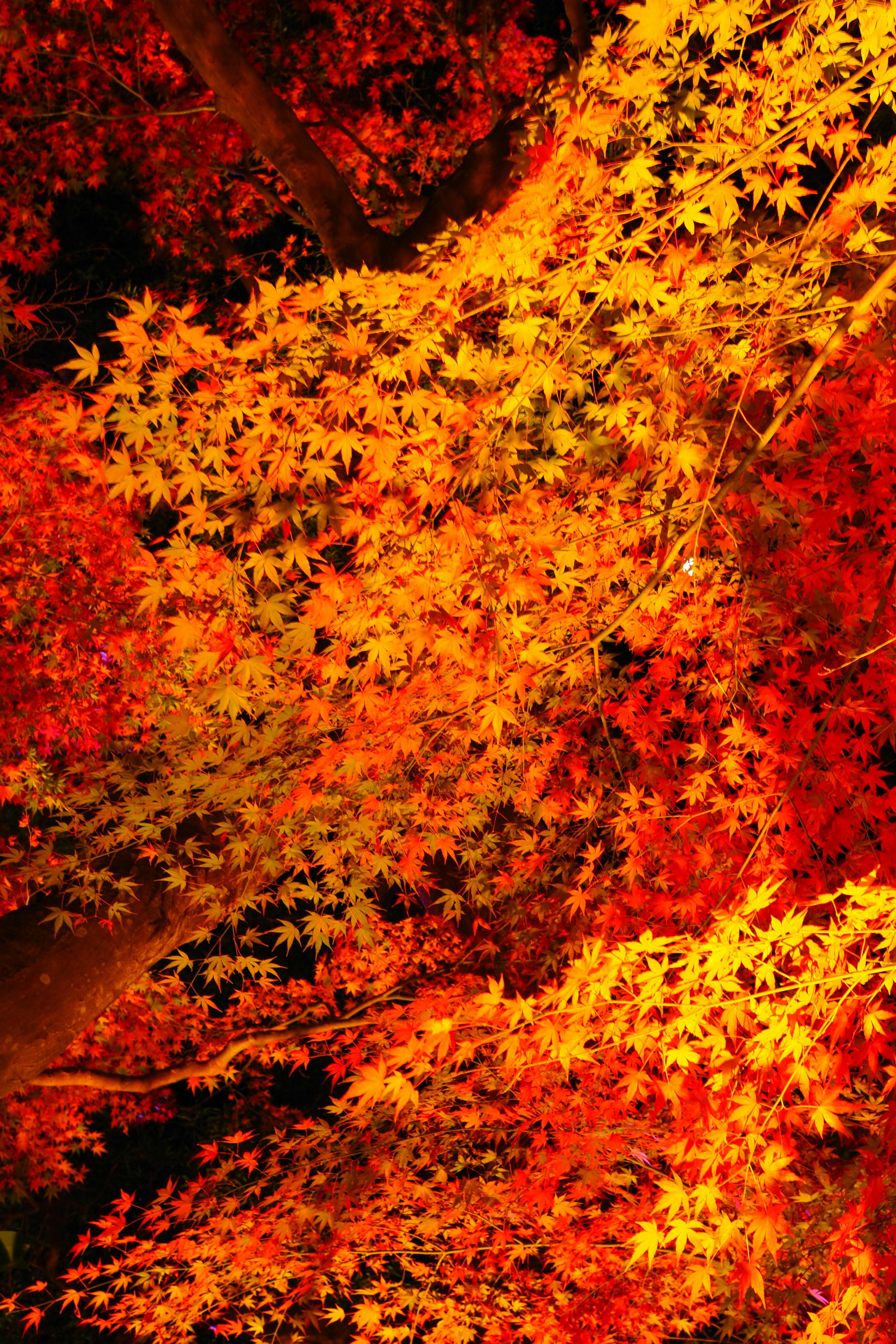紅葉の木々が燃えるように色づく景色