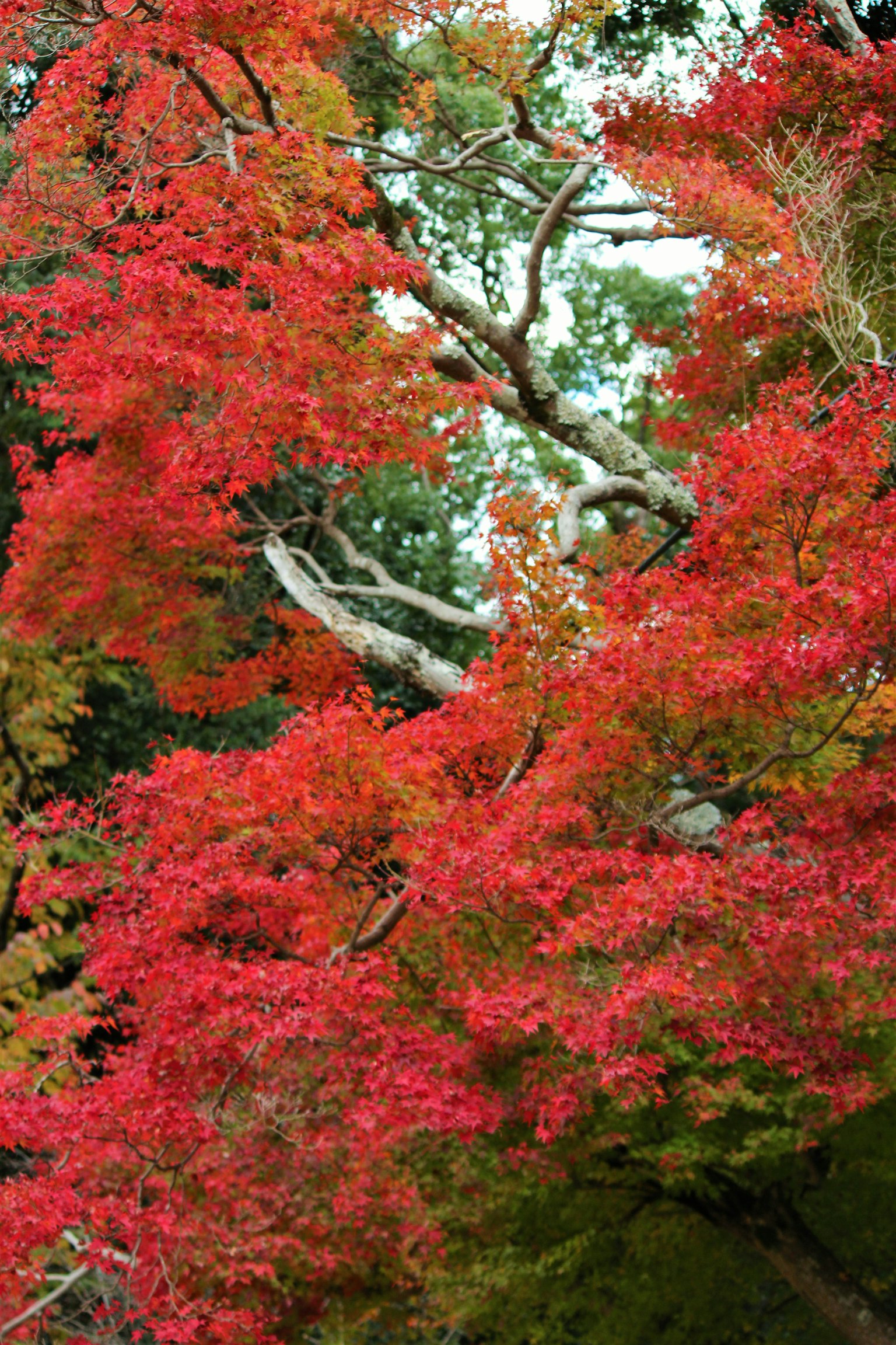 Vibrant red leaves on trees in a scenic landscape