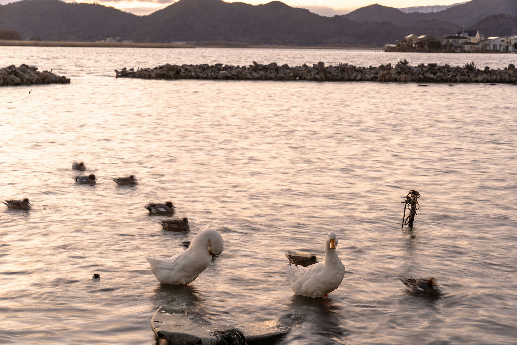 夕焼けの湖畔で優雅に泳ぐアヒルと水鳥