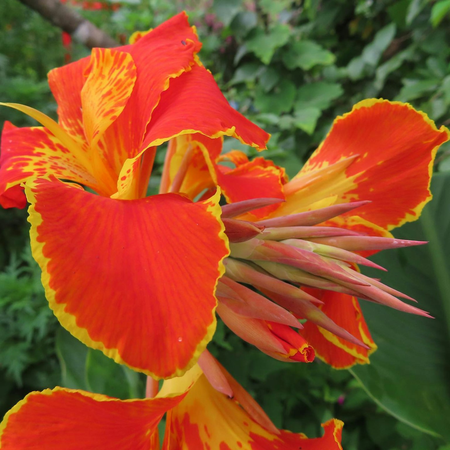 Acercamiento de pétalos de flor de canna naranja y amarillos vibrantes