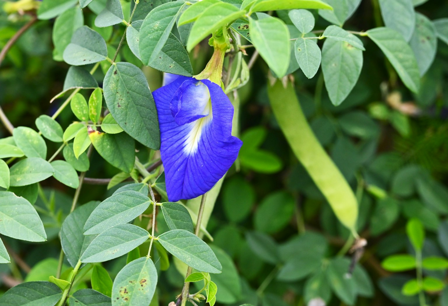 A vibrant blue butterfly-shaped flower surrounded by green leaves