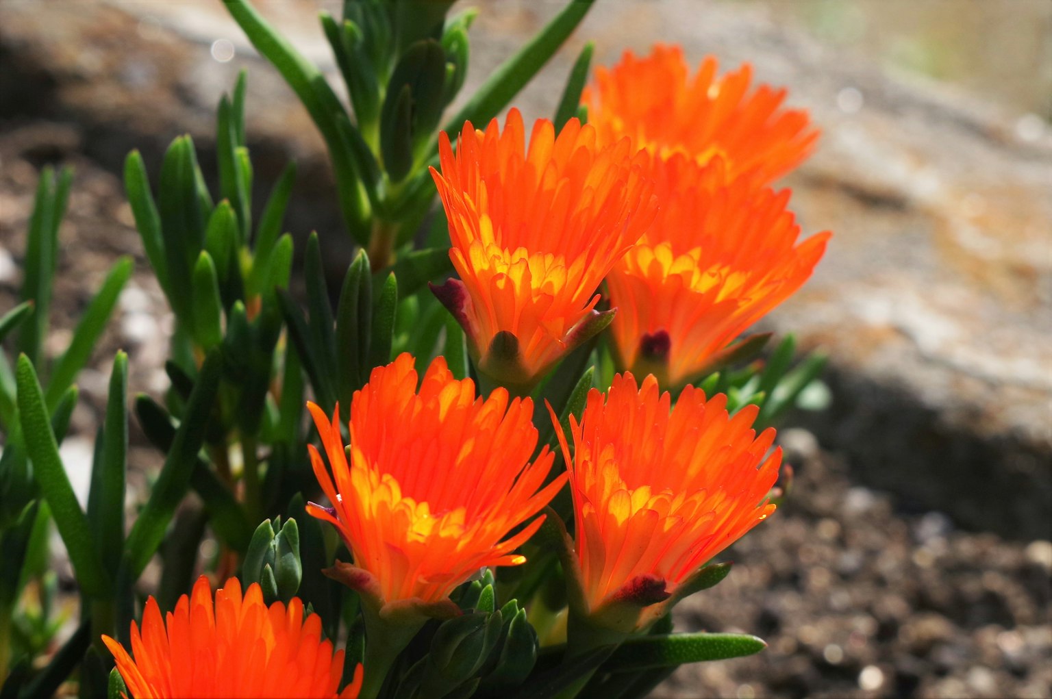 Primo piano di una pianta succulenta con fiori arancioni vivaci