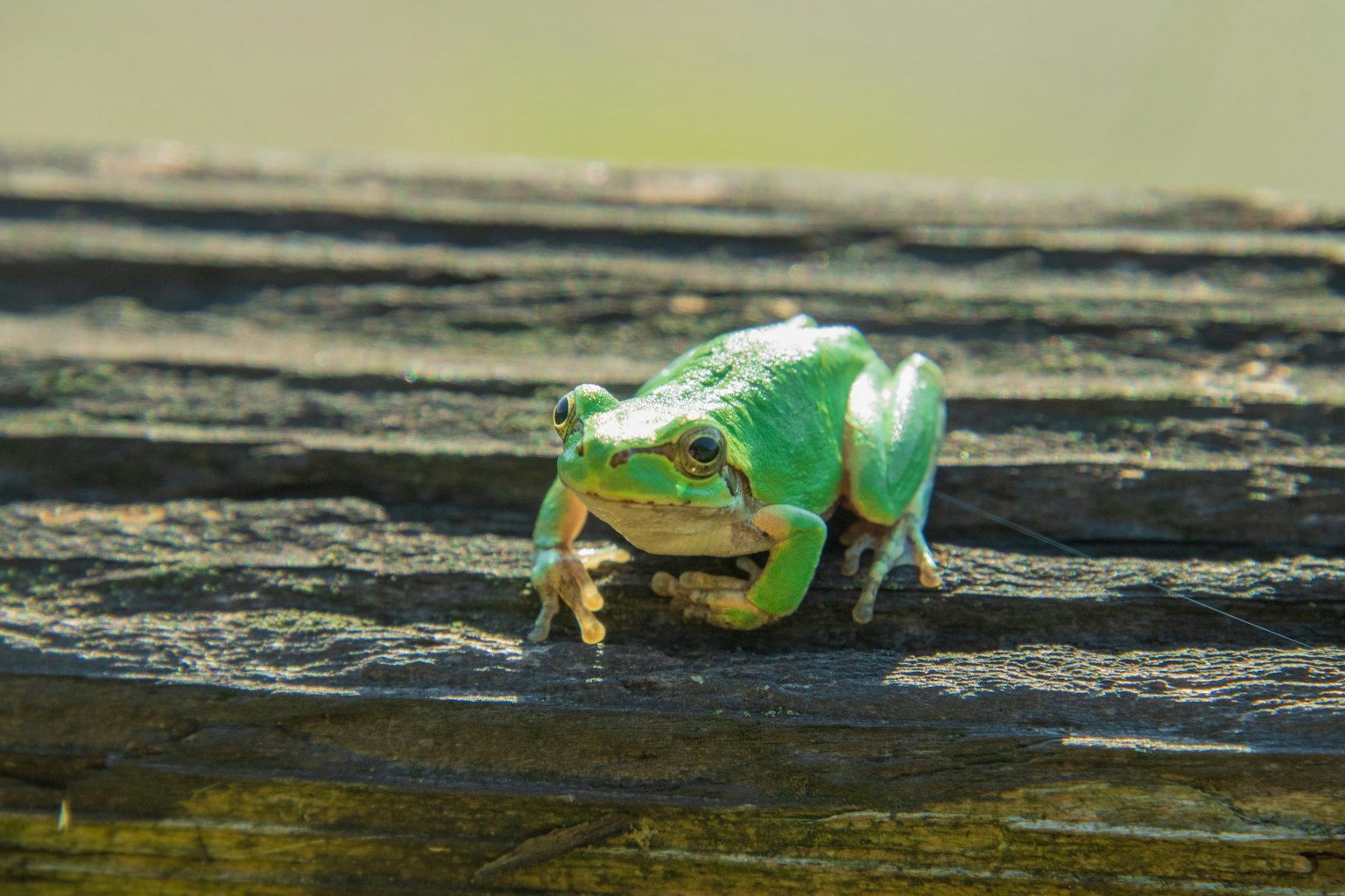 A green frog sitting on a wooden surface