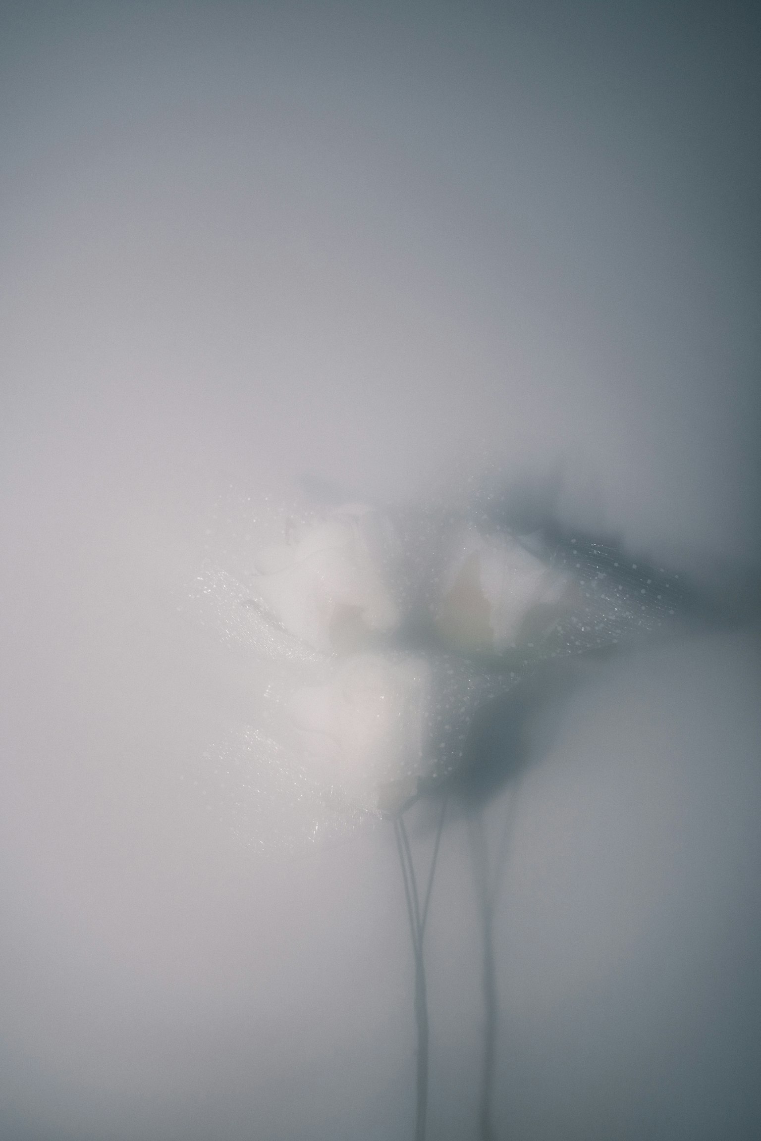 Imagen abstracta con formas borrosas similares a nubes blancas sobre un fondo suave