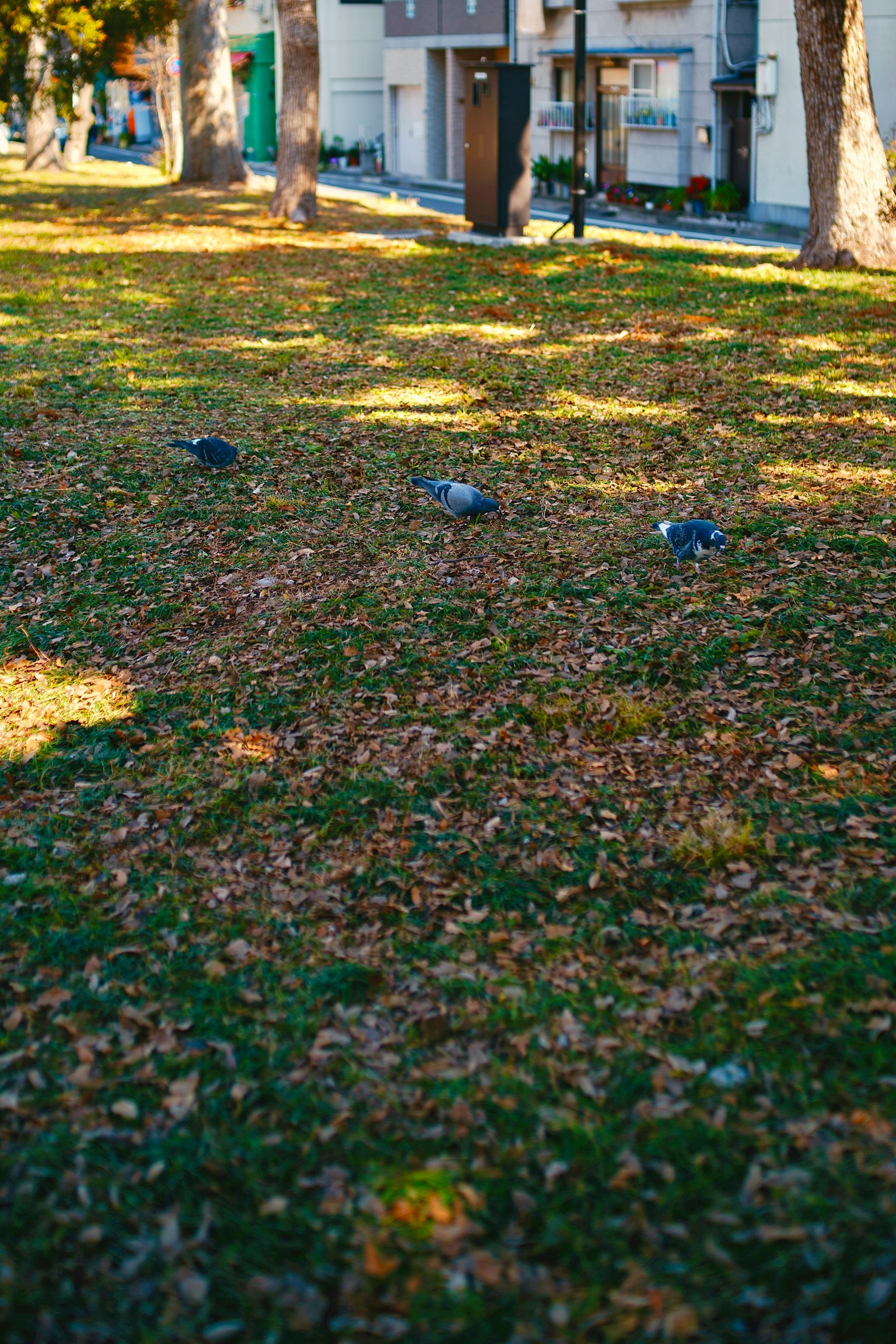 Piccioni che cercano cibo su un terreno coperto di foglie secche in un parco