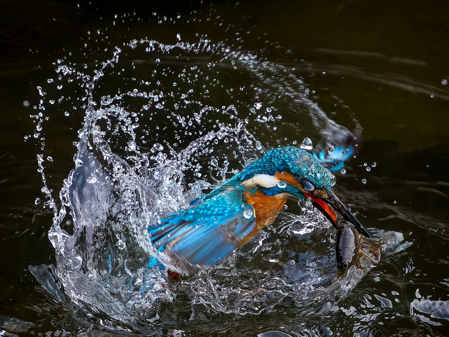Burung kingfisher dengan bulu biru cerah menangkap ikan di air yang memercik