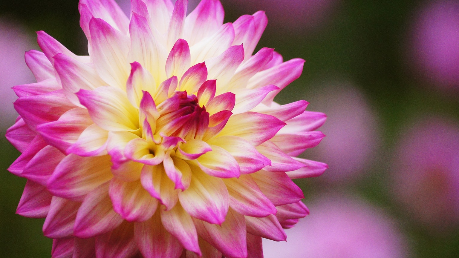 Gros plan d'une belle fleur de dahlias en rose et jaune