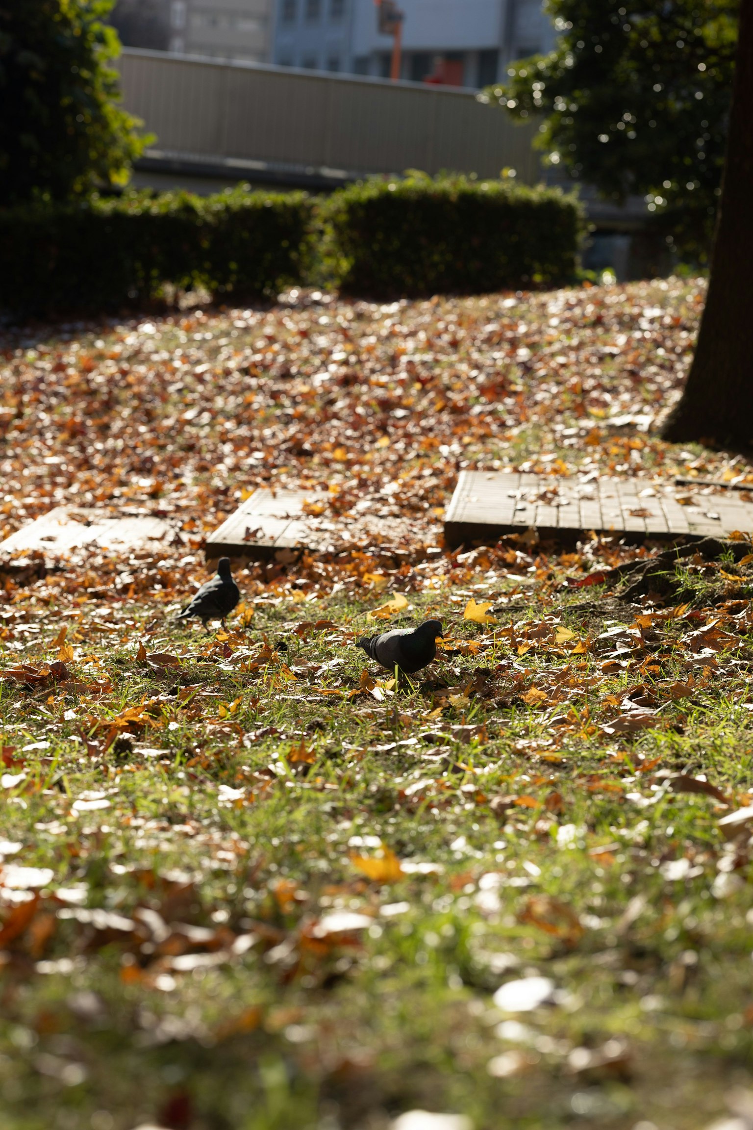 Ground covered with fallen leaves in a park with tree shadows