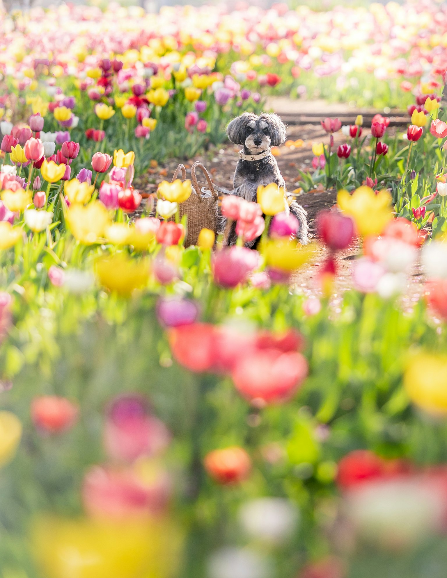 Un cane posato tra tulipani colorati in un campo di fiori vivace