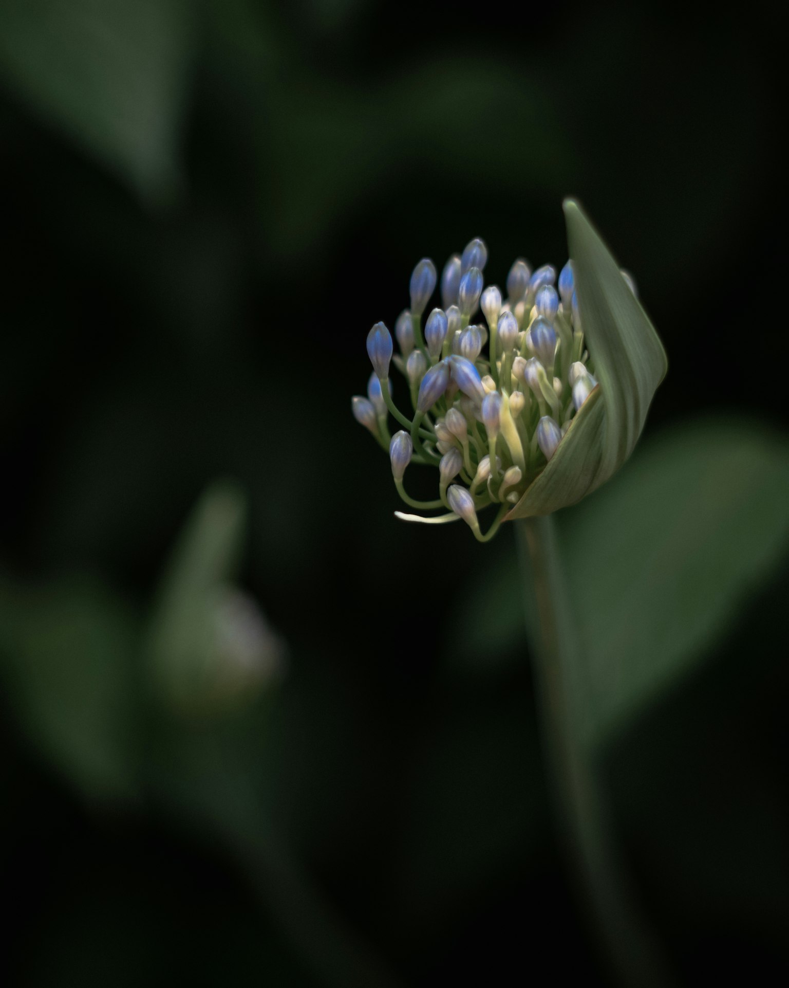 A plant with a cluster of pale blue flower buds against a dark background