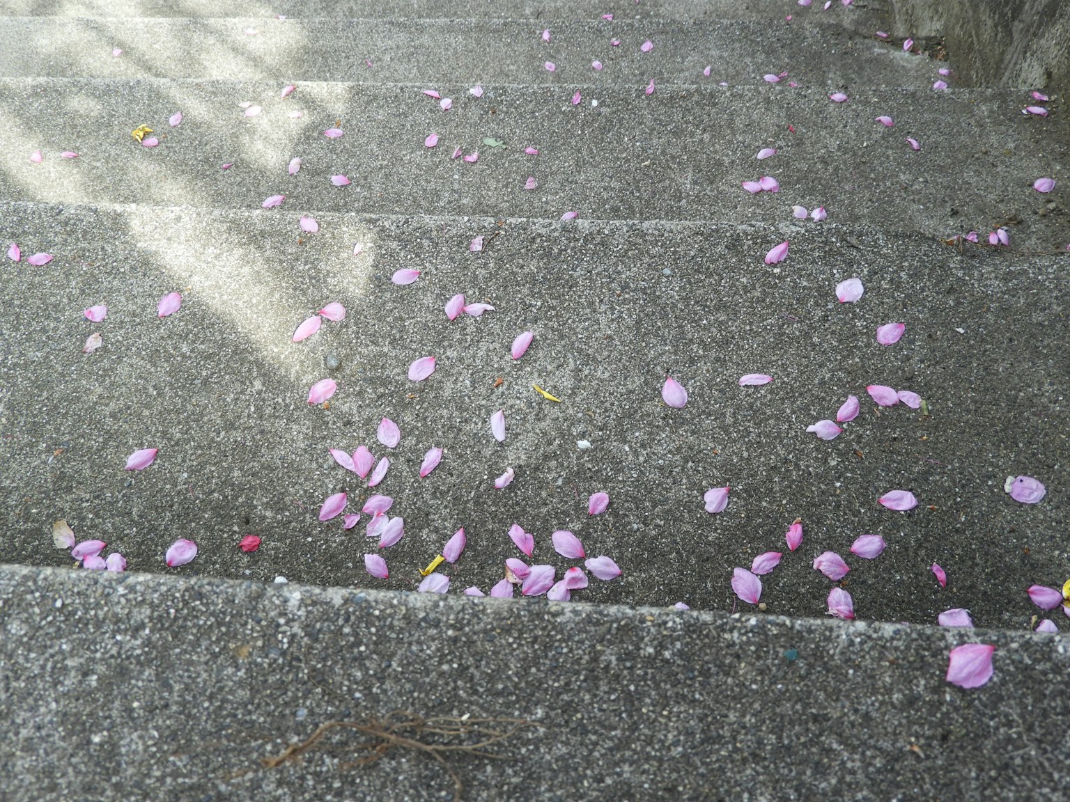 Petali di fiori rosa sparsi su scale di cemento