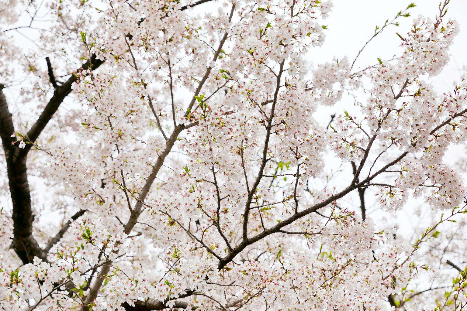 Close-up cabang pohon sakura yang sedang mekar