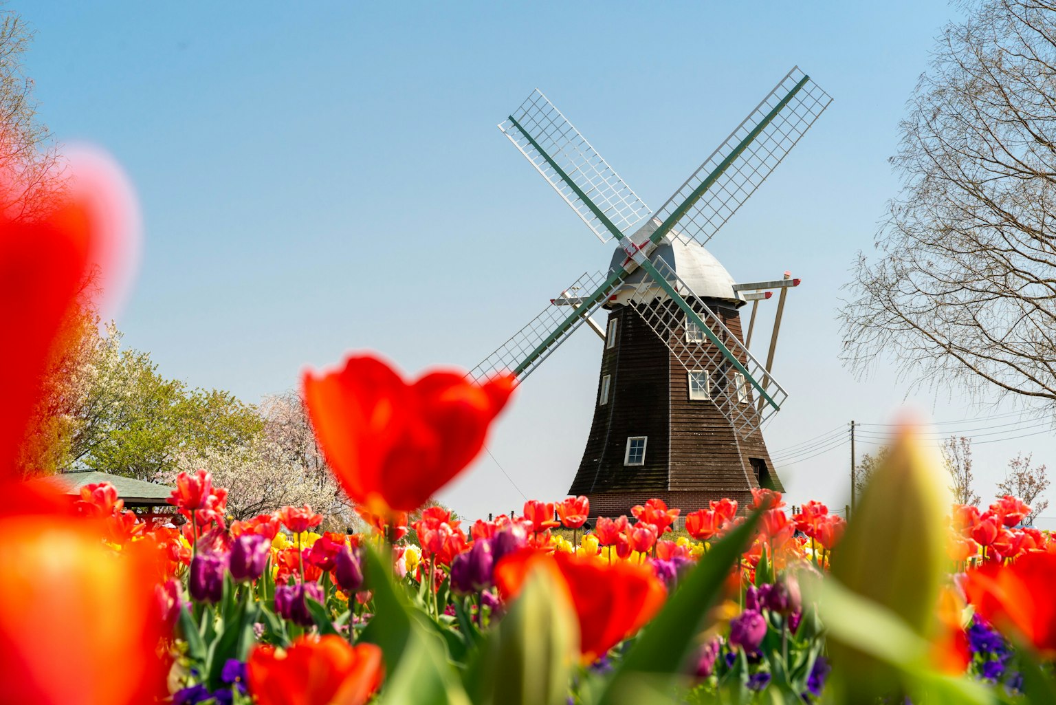 Hoa tulip đầy màu sắc với cối xay gió trong phong cảnh đẹp