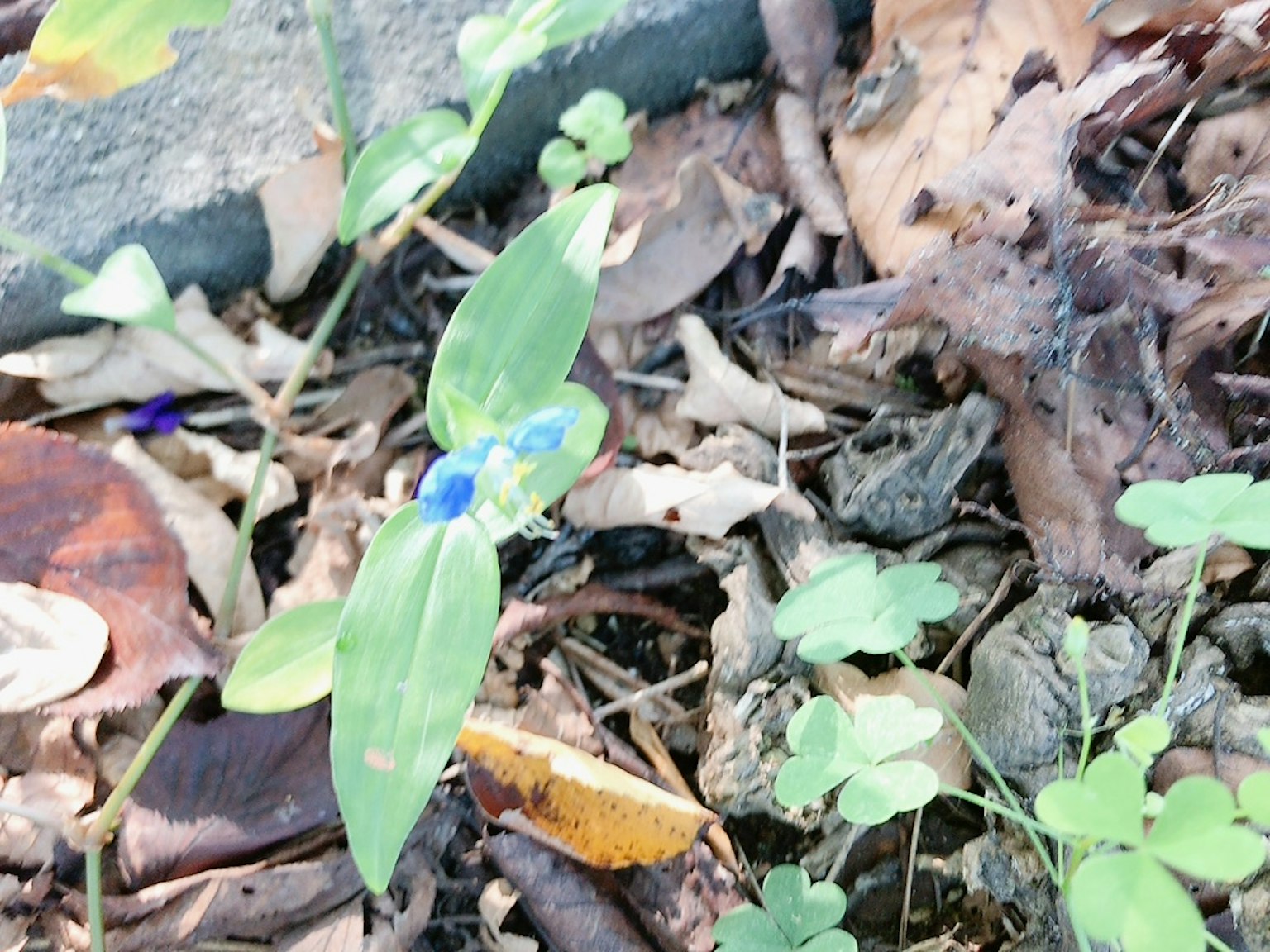 Hojas verdes y una flor azul floreciendo en el suelo