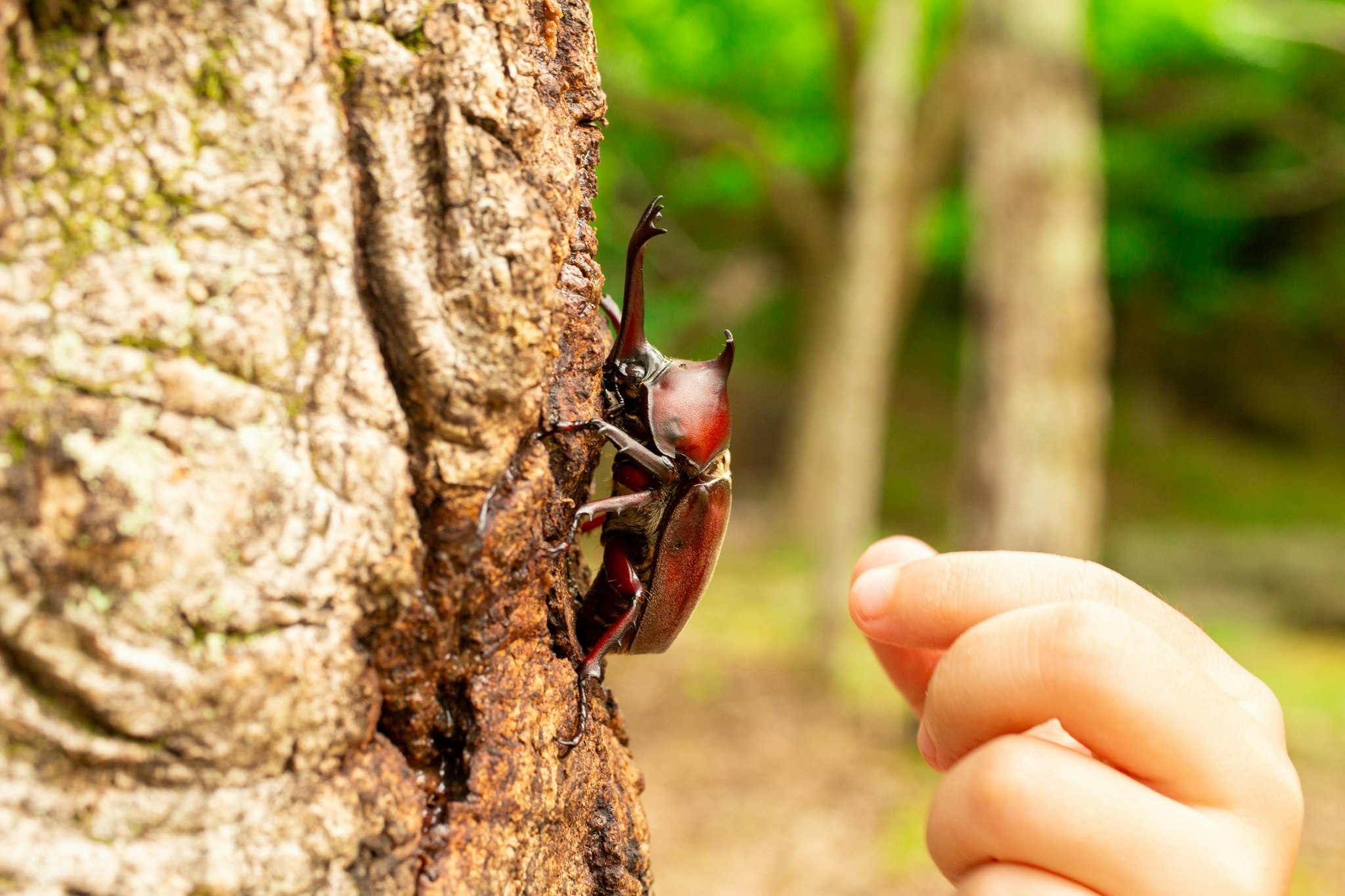 Un doigt touche un scarabée sur un tronc d’arbre