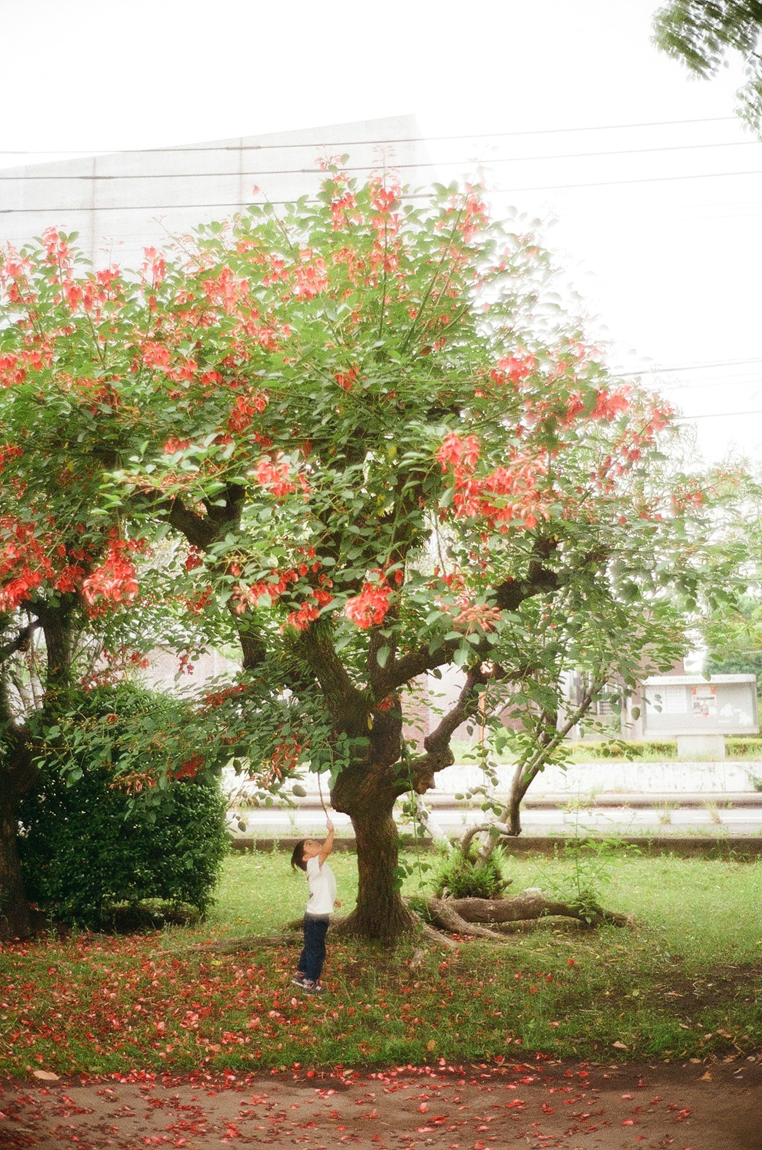 Eine Person steht unter einem großen Baum mit roten Blumen