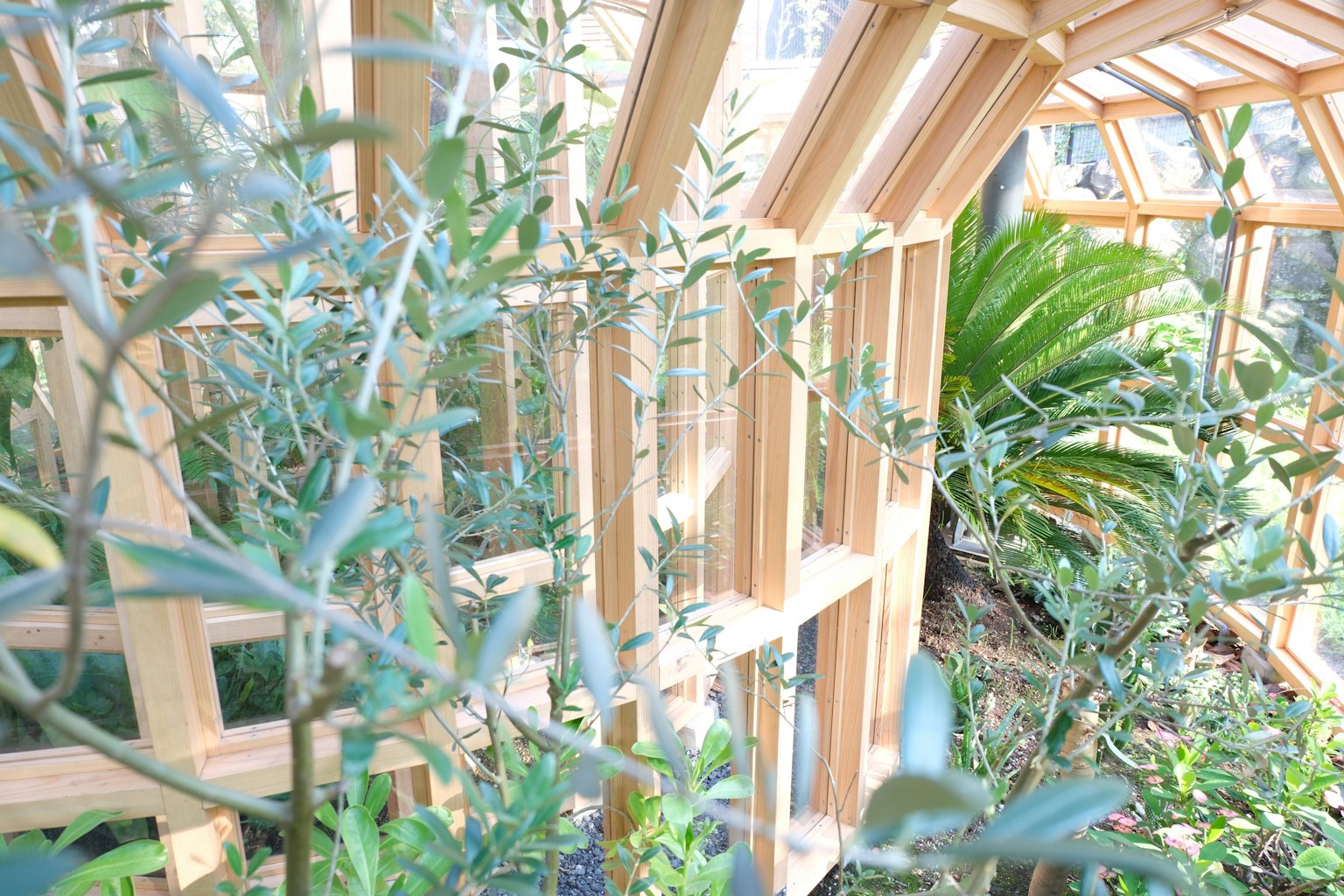 Serre avec des plantes luxuriantes entourées de cadres en bois