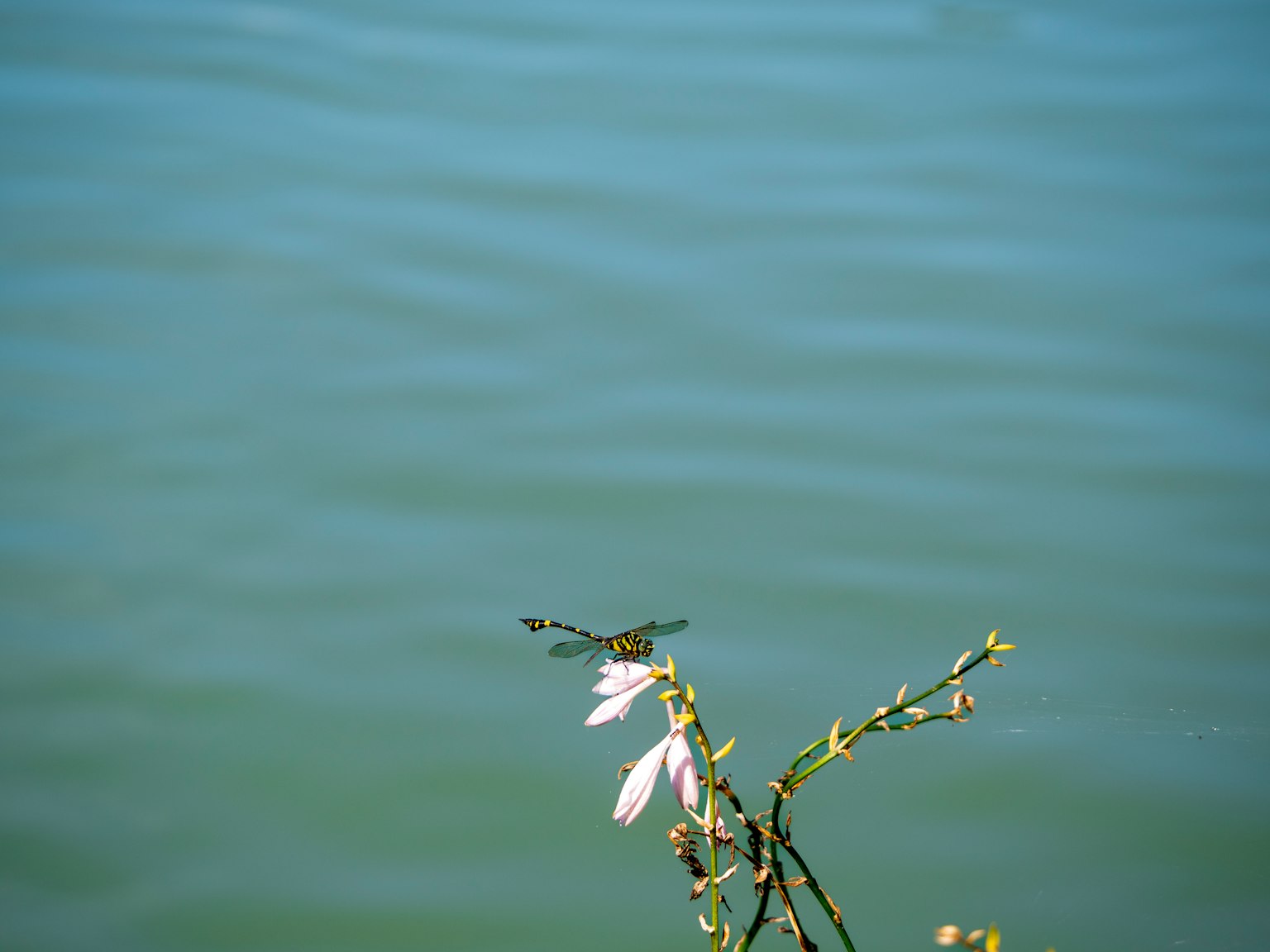 Un fusto sottile con fiori bianchi su una superficie d'acqua calma