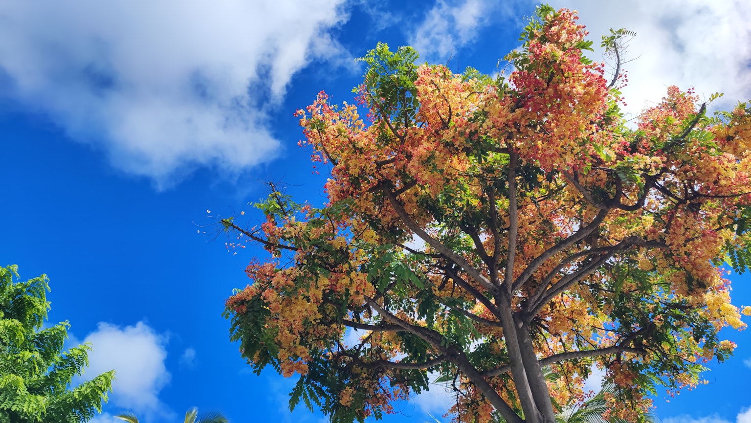 Un albero vibrante con foglie autunnali sotto un cielo blu e nuvole soffici