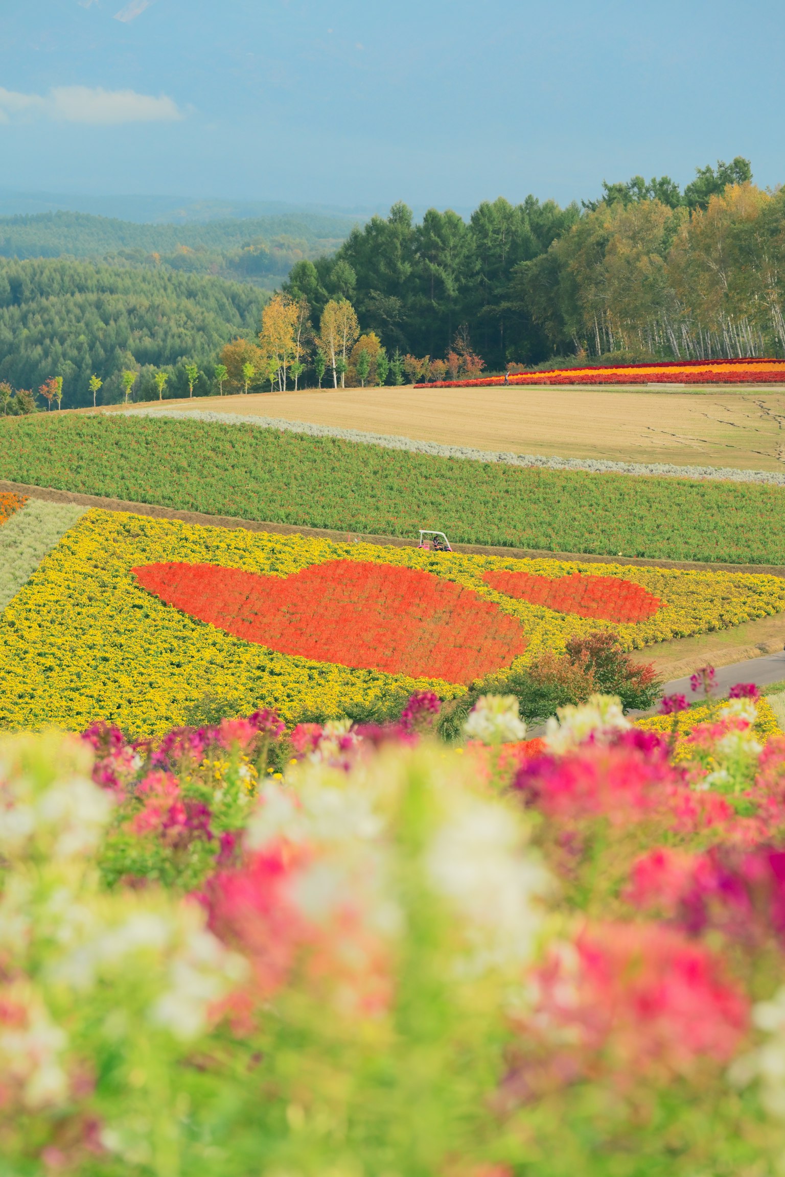 Cánh đồng hoa rực rỡ với các họa tiết màu sắc và đồi cảnh đẹp