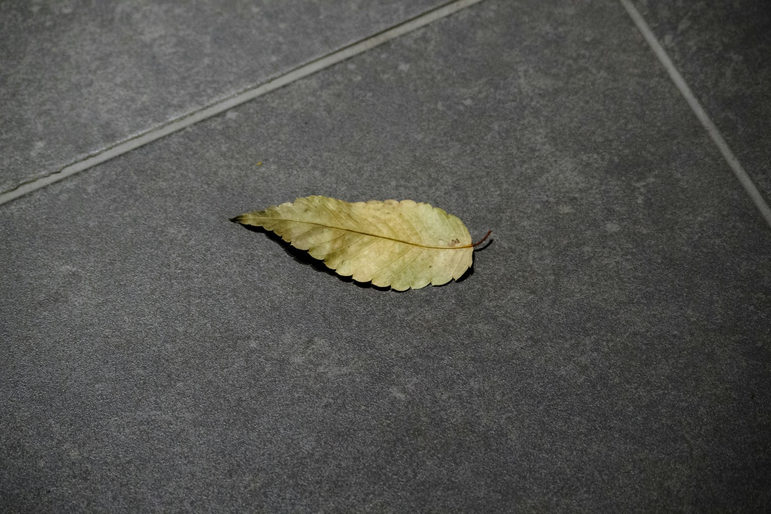 一片乾枯的葉子放在黑色瓷磚地板上