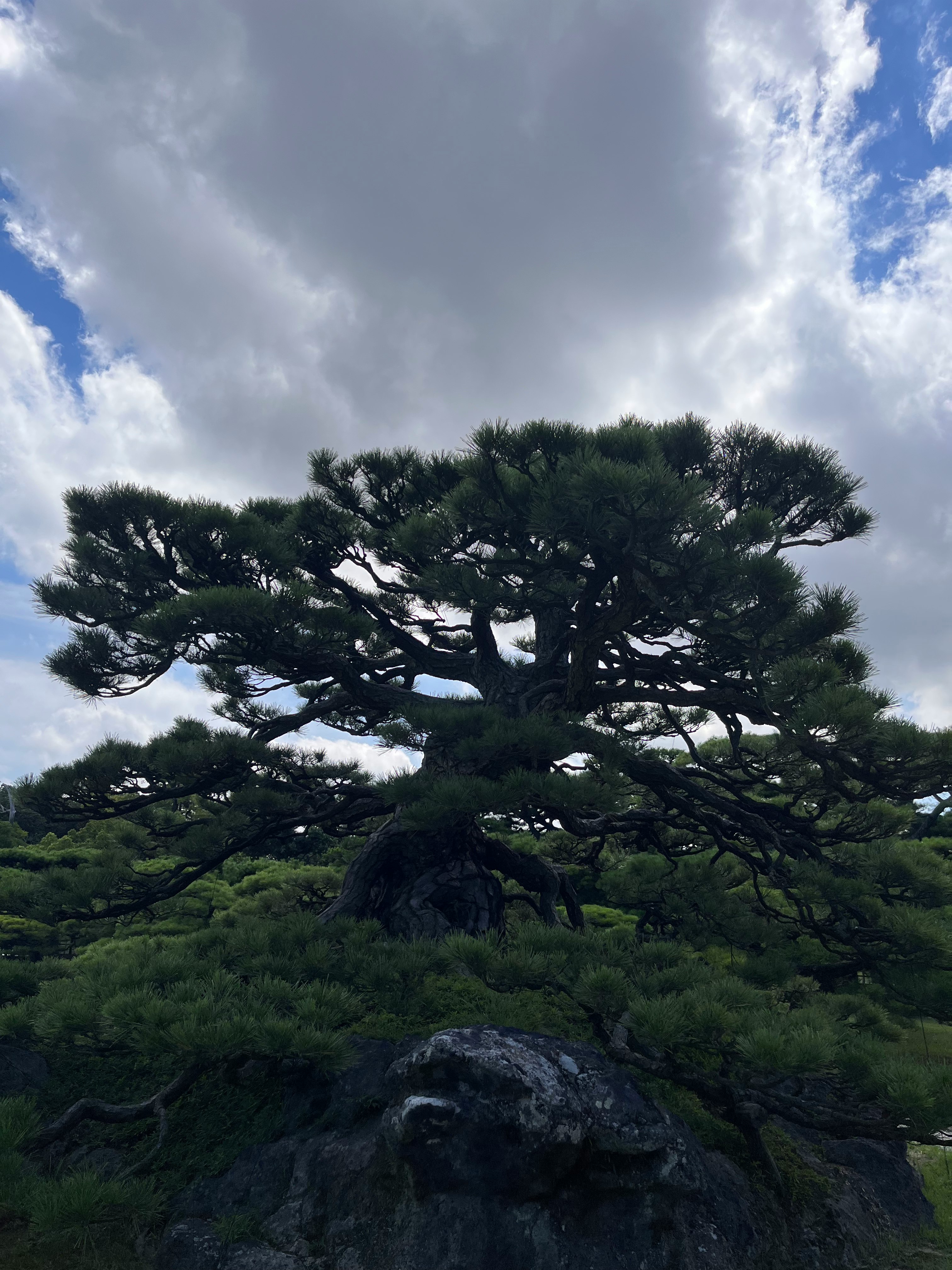 岩石上伸展的巨型松樹與藍天