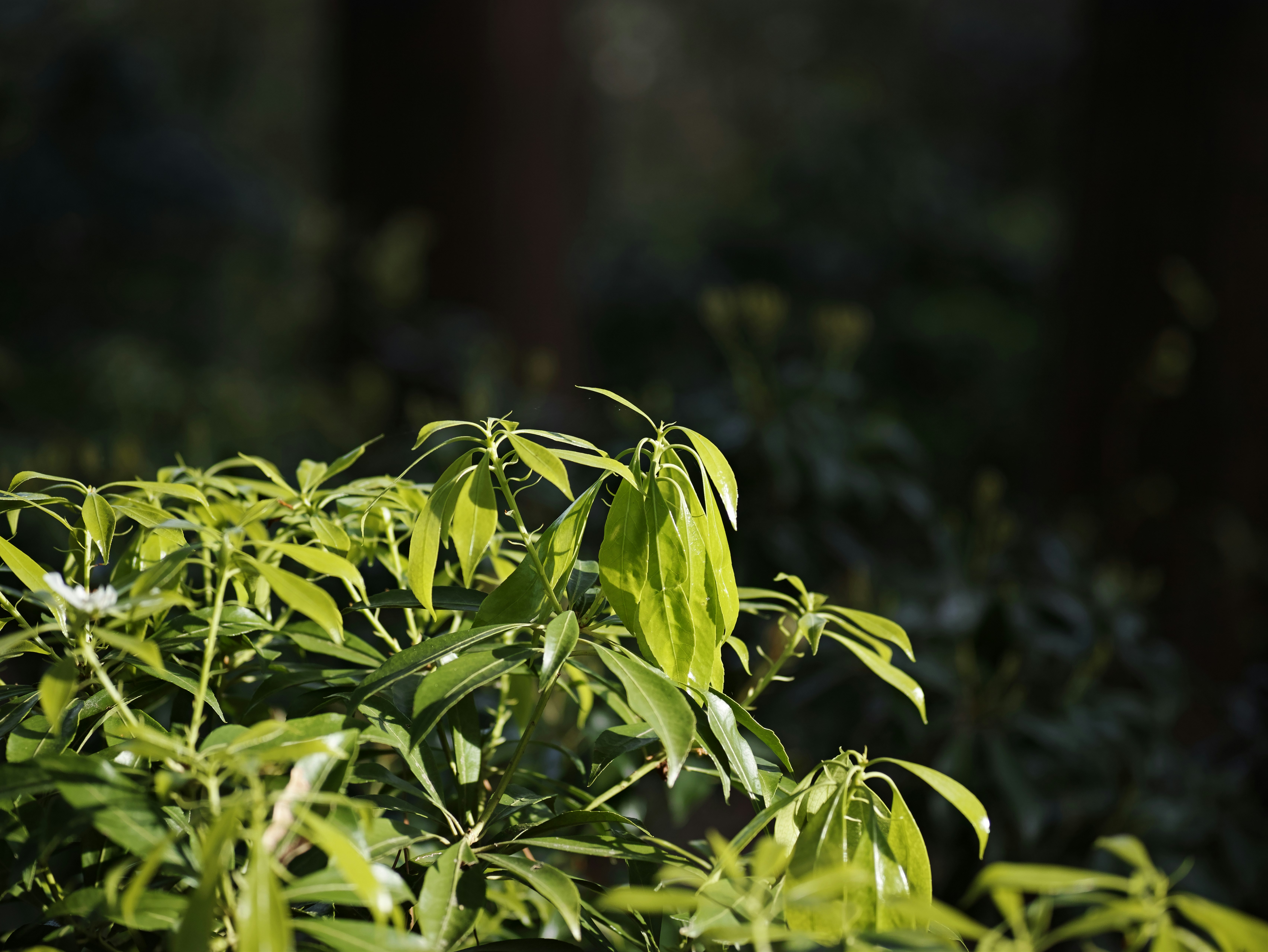 緑の葉が茂る植物の枝先