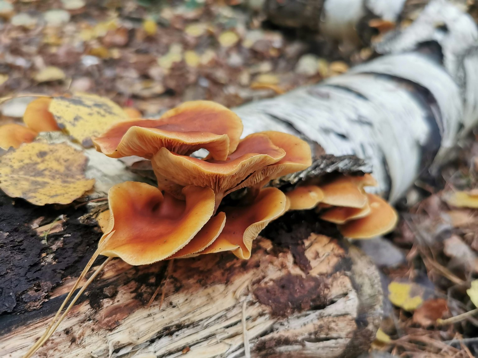 Grupo de hongos naranjas creciendo sobre un tronco de abedul