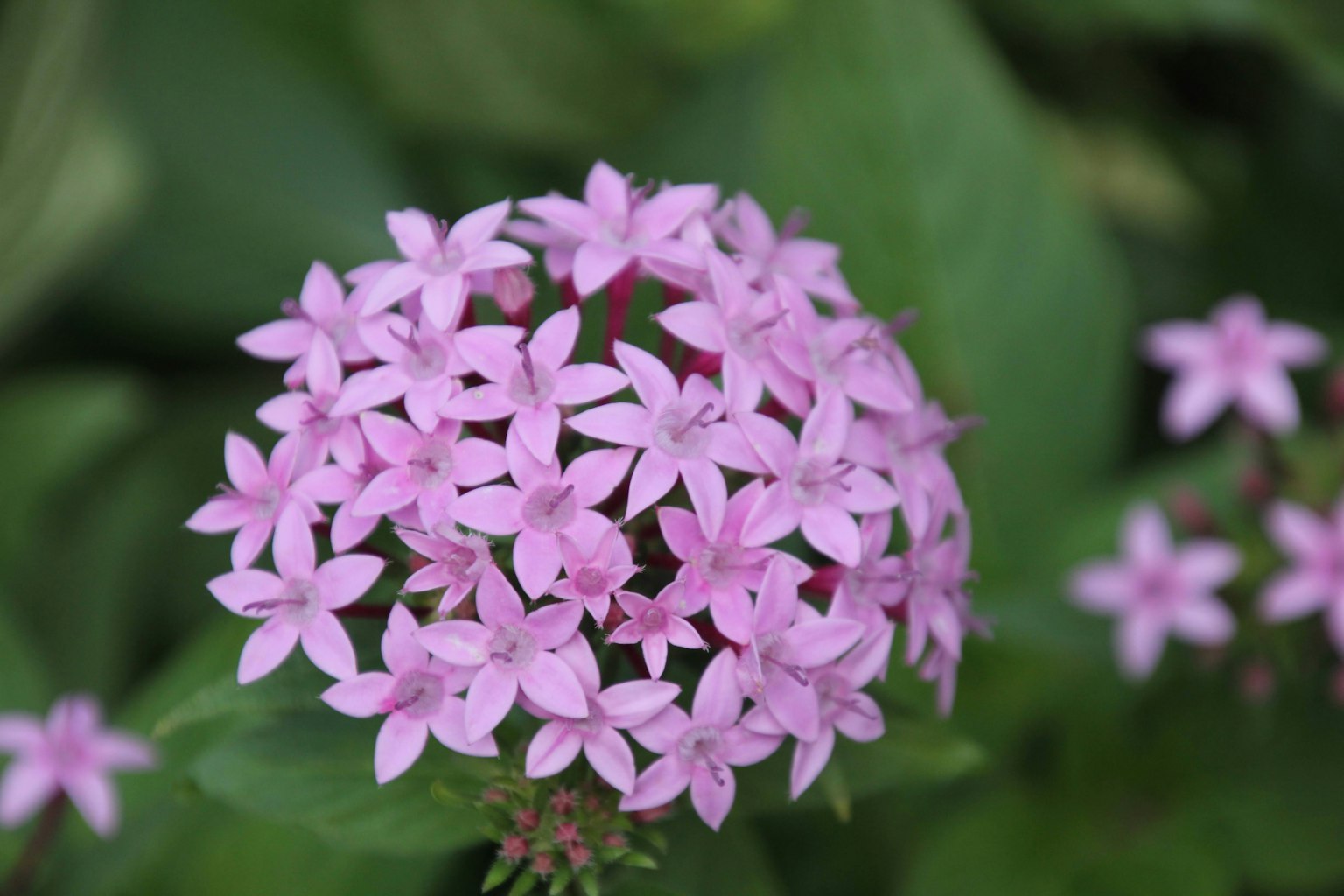 Raggruppamento di piccoli fiori rosa disposti a forma sferica