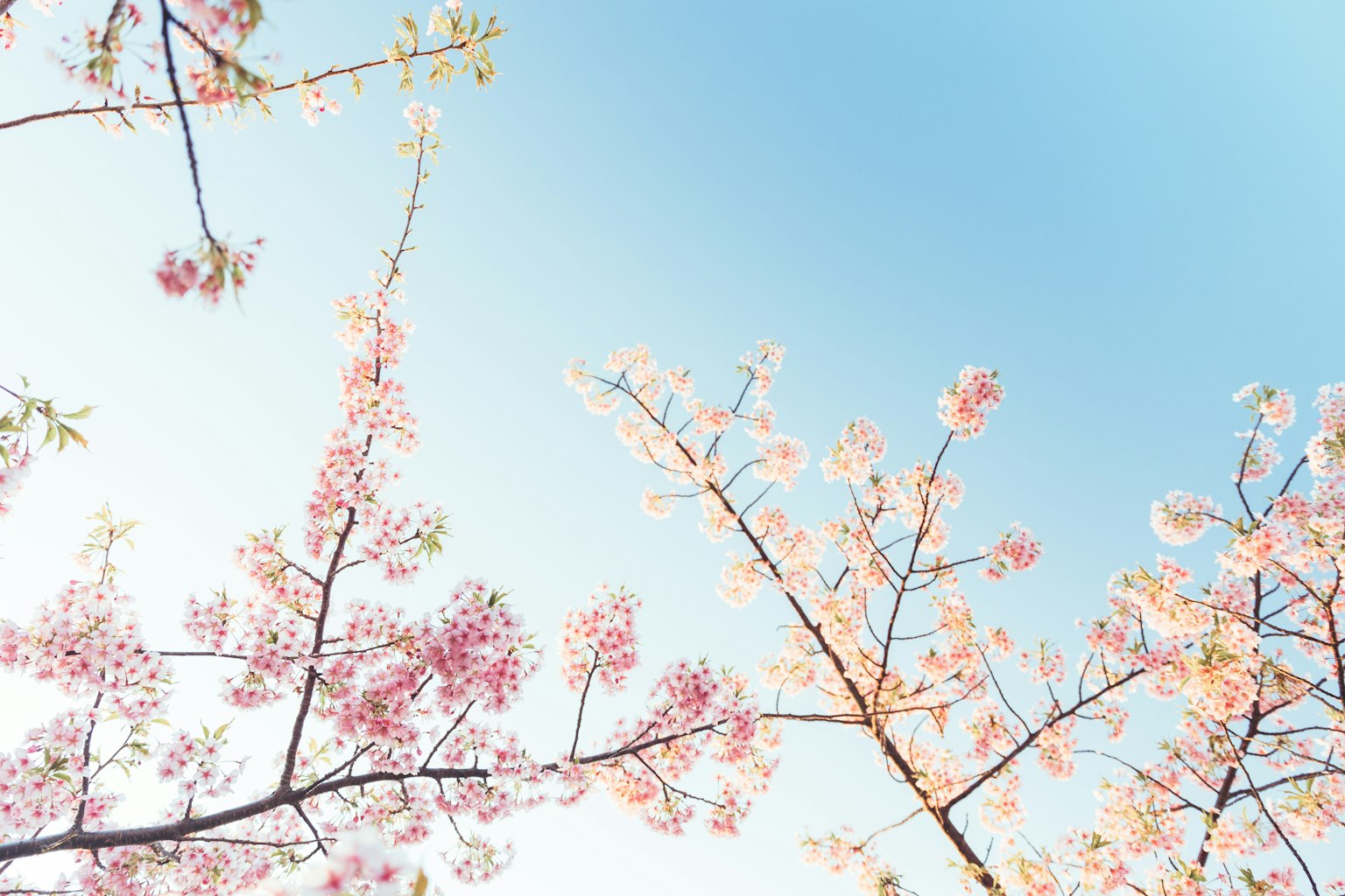 櫻花樹枝在藍天背景下盛開