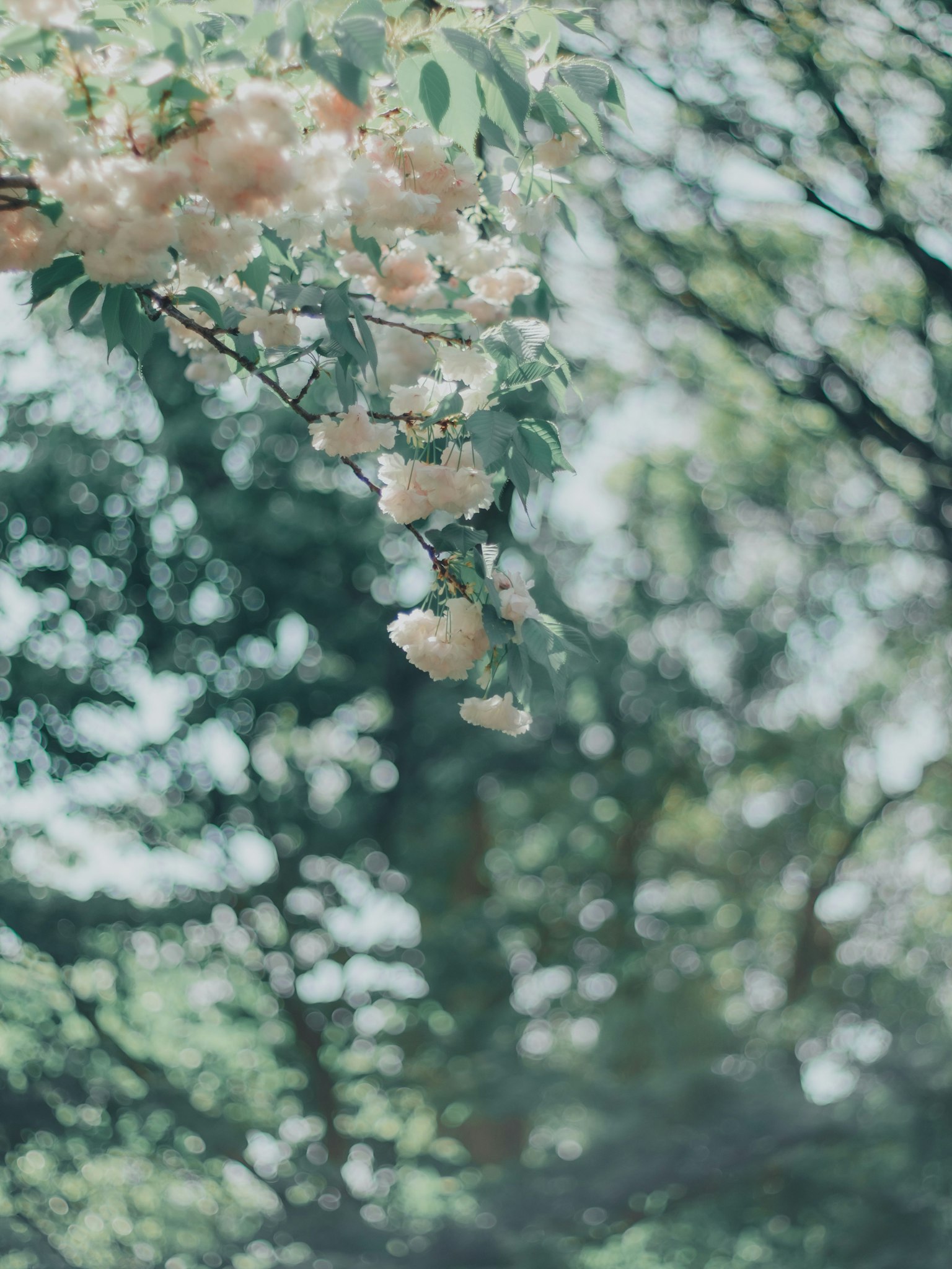 ดอกไม้สีชมพูอ่อนบนกิ่งไม้กับพื้นหลังสีเขียวเบลอ