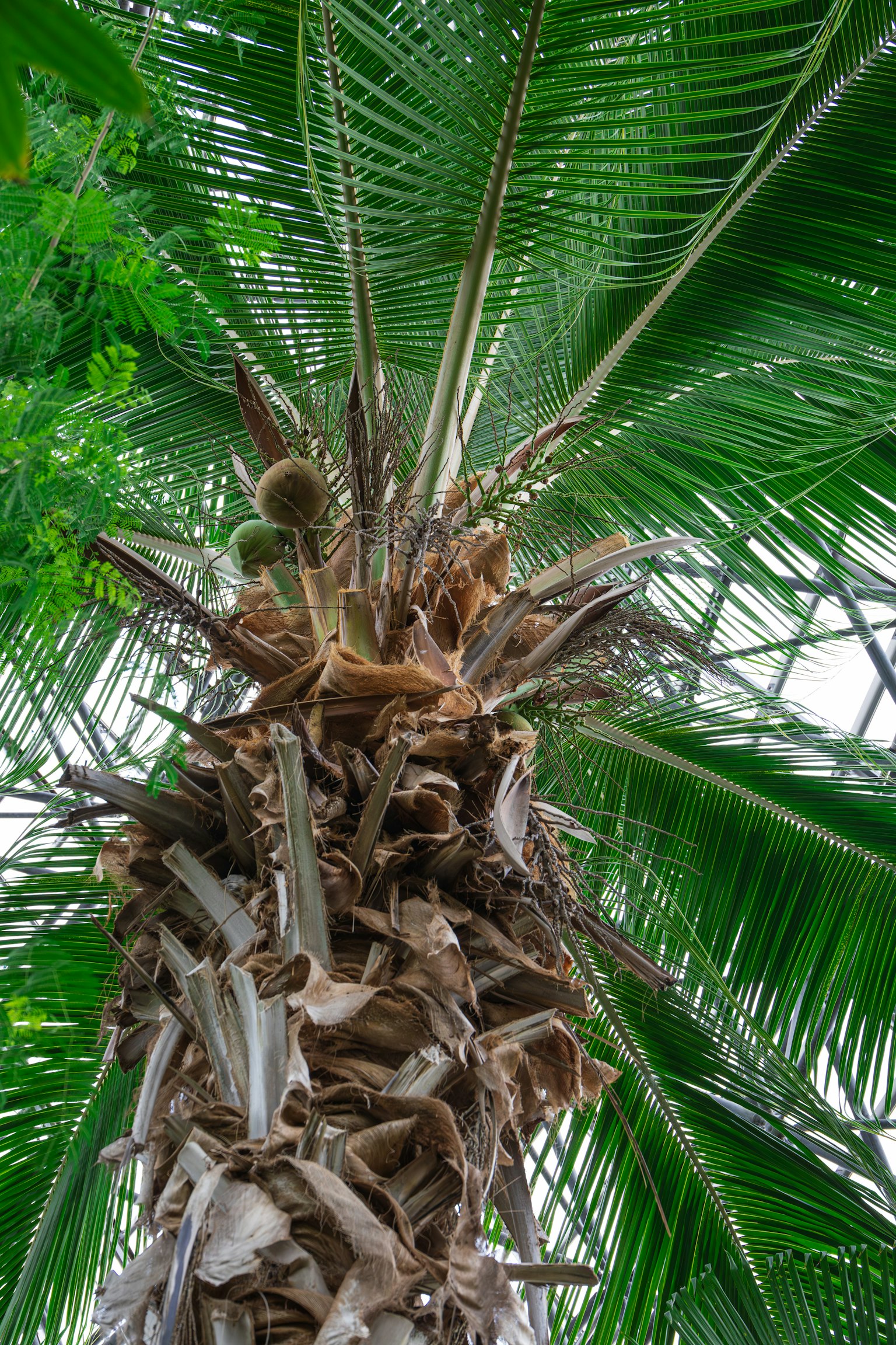 Nahaufnahme eines Palmstamms mit grünen Blättern