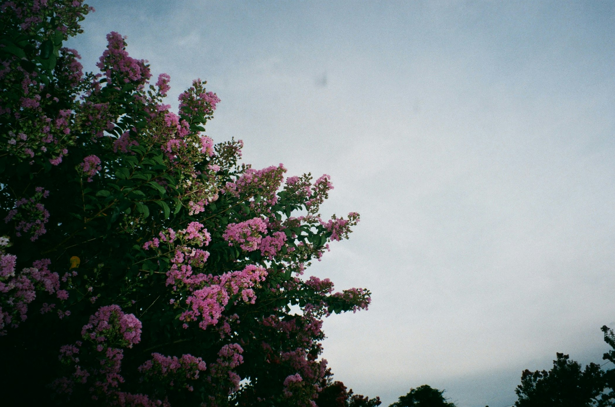 空を背景に咲くピンクの花の枝