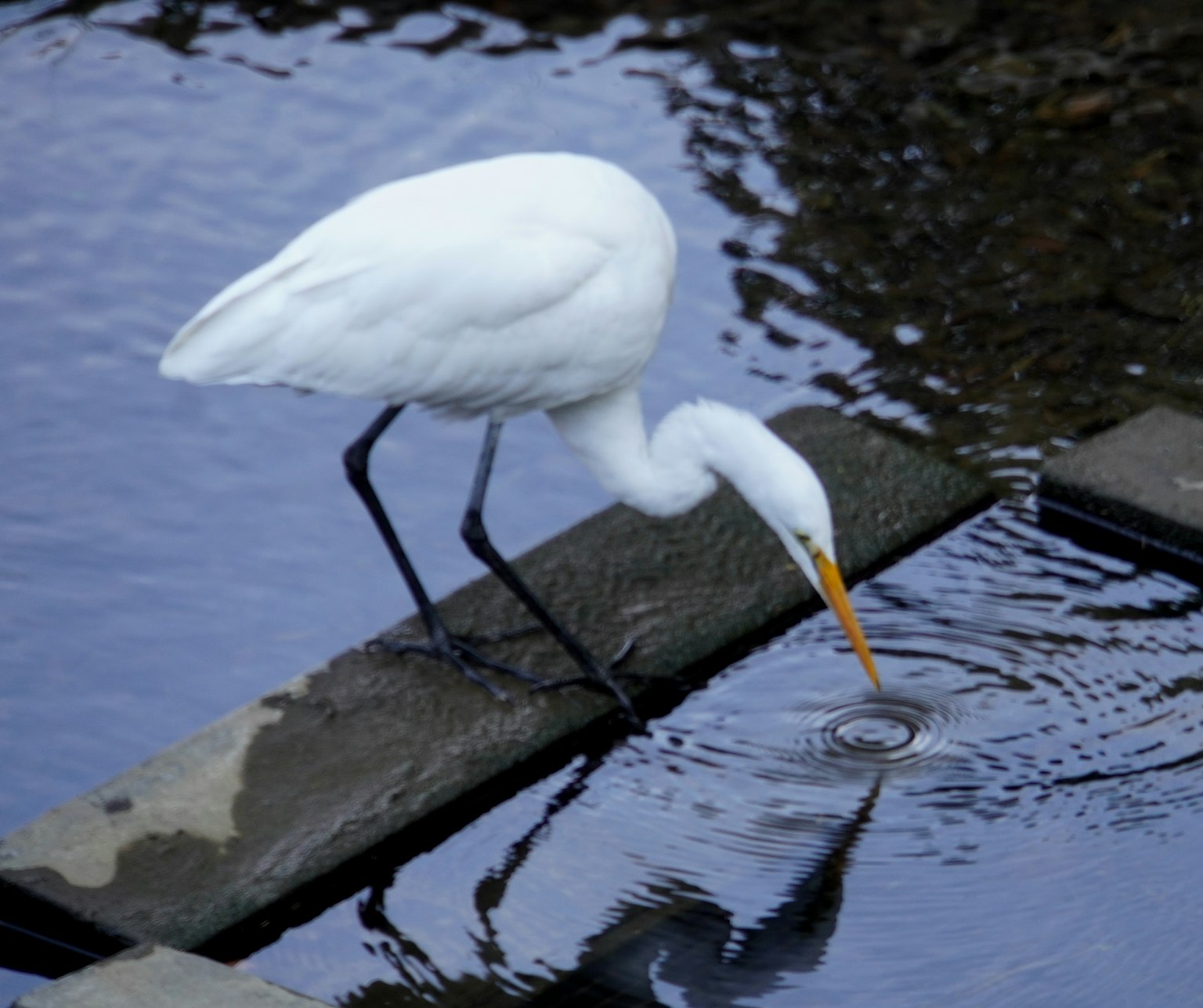 Eine weiße Egret, die an der Wasseroberfläche pickt