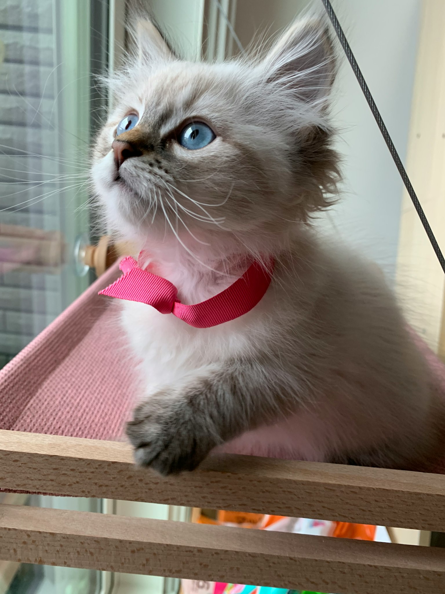 Un gattino con occhi blu che indossa un nastro rosa