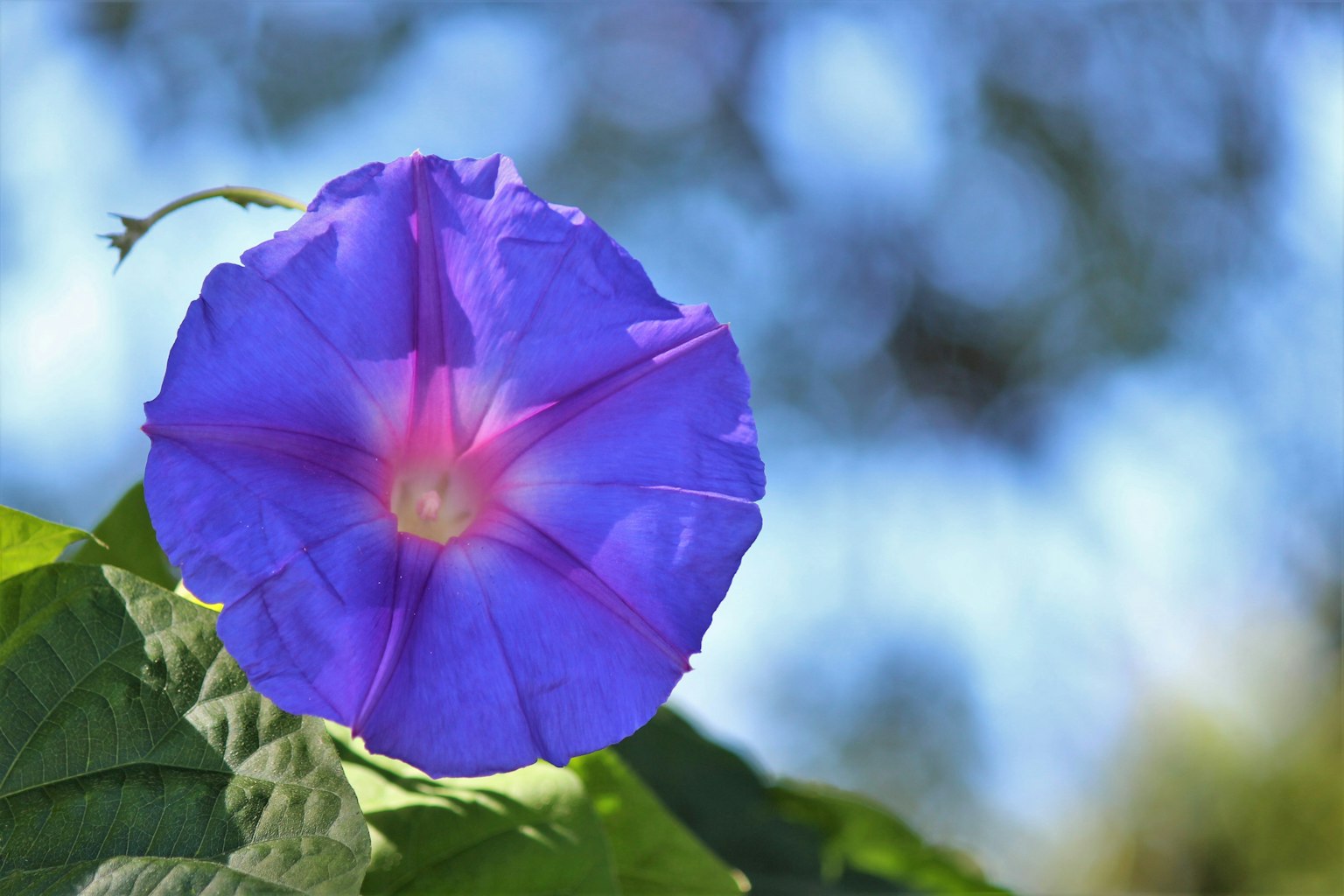 Une fleur de liseron violet vibrant épanouie sur des feuilles vertes avec un arrière-plan flou