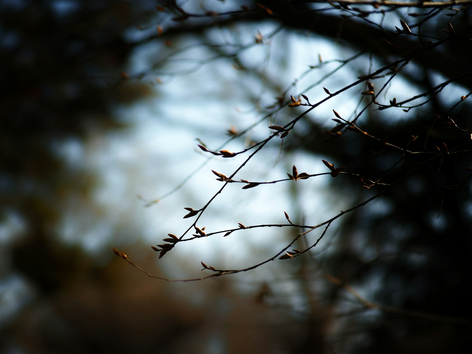 Branches délicates avec des feuilles bourgeonnantes sur un fond flou