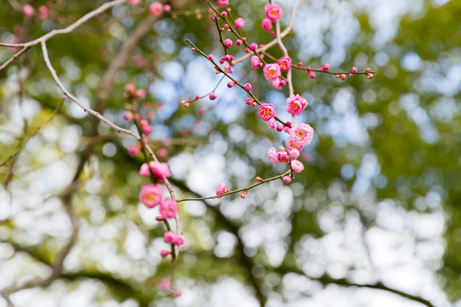 Gros plan de fleurs de printemps avec des fleurs roses sur un fond vert